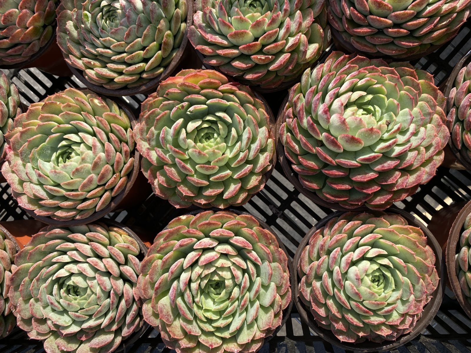 多肉植物 寄せ植え エケベリア・セダム 24株×シュサシ 多肉植物 エケベリア セダム アエオニウム