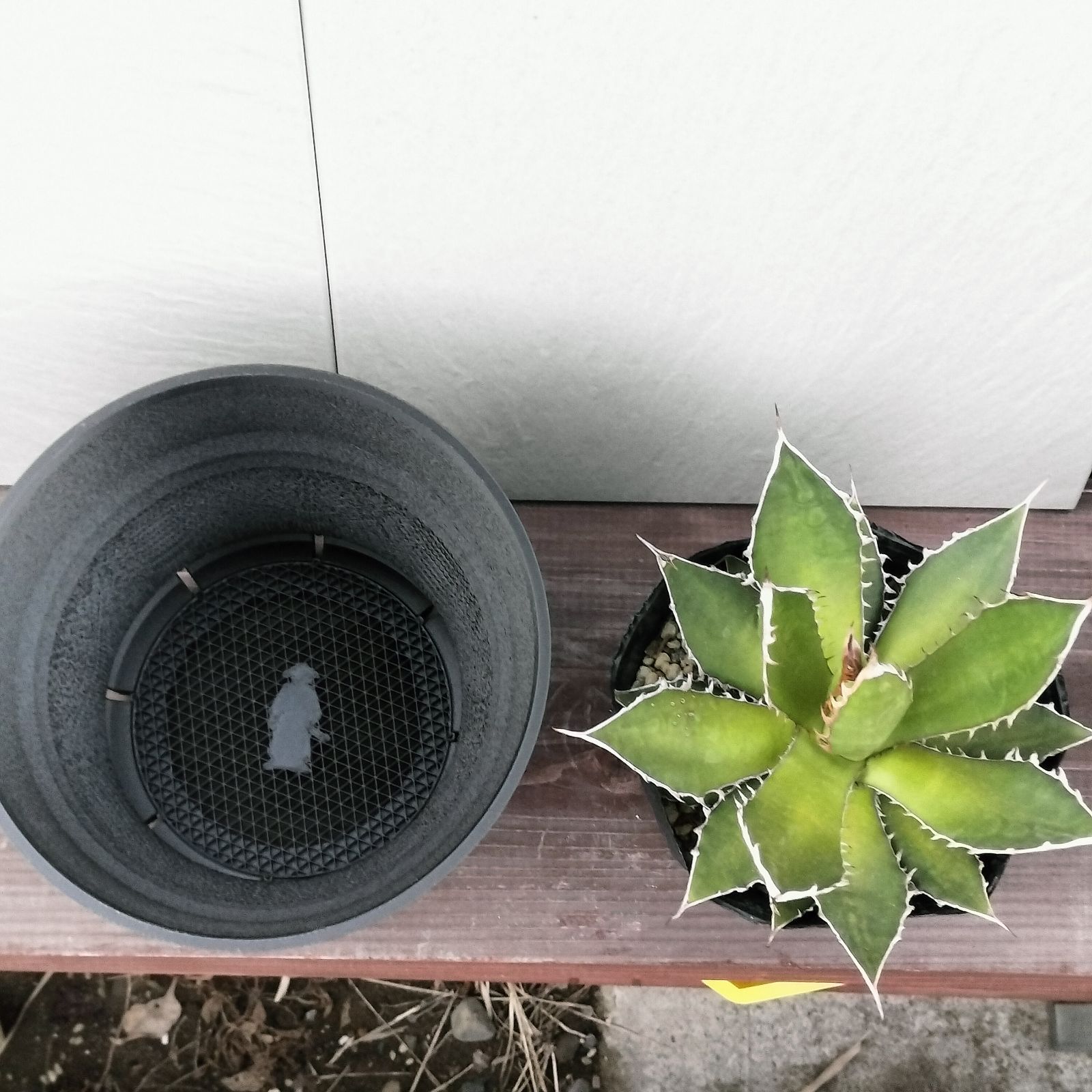 3Dプリンター鉢セット アガベ ホリダ 実生 6.5号サイズ - メルカリ