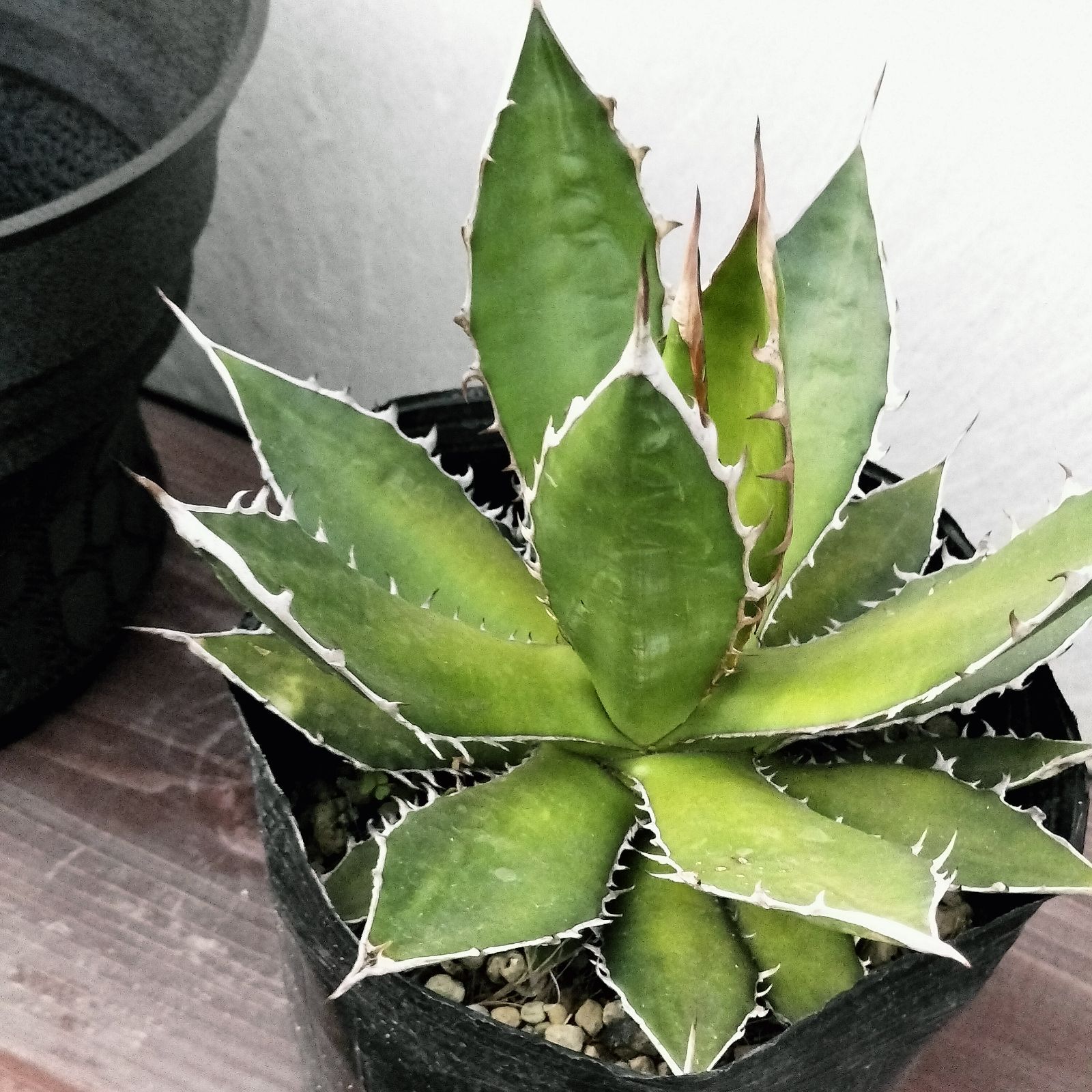 3Dプリンター鉢セット アガベ ホリダ 実生 6.5号サイズ - メルカリ