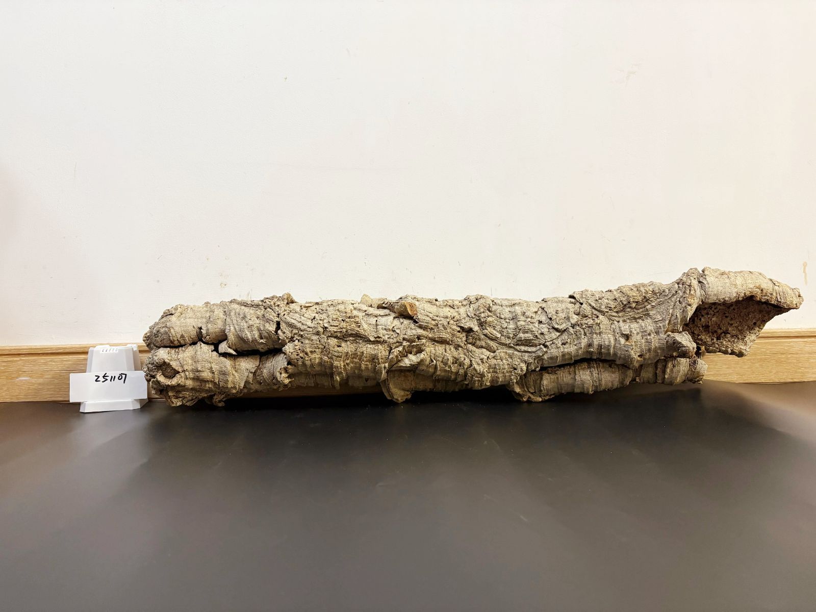 251107 ポルトガル産 キャノンコルク コルク樹皮 コルク板 バージン