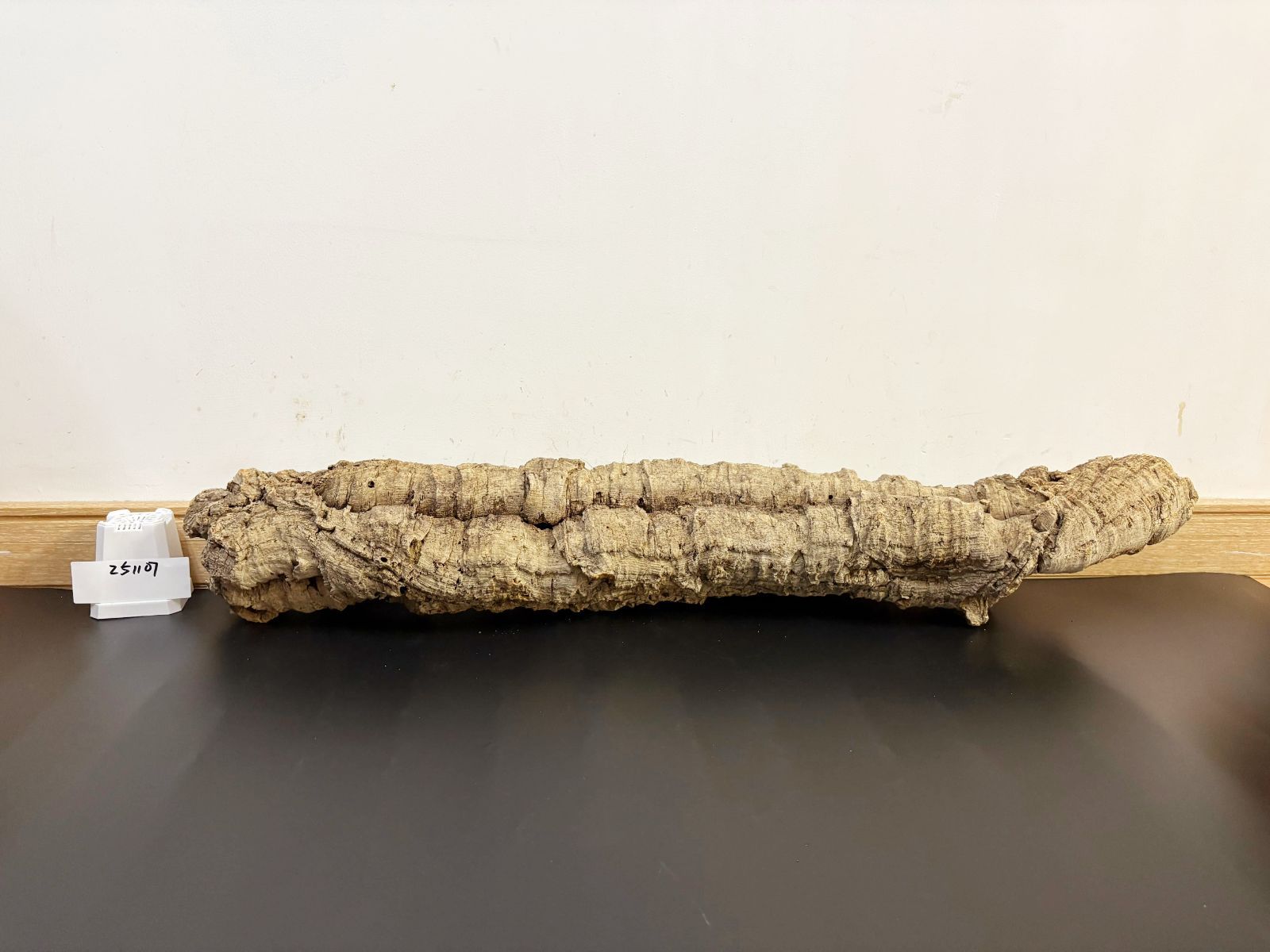 251107 ポルトガル産 キャノンコルク コルク樹皮 コルク板 バージン