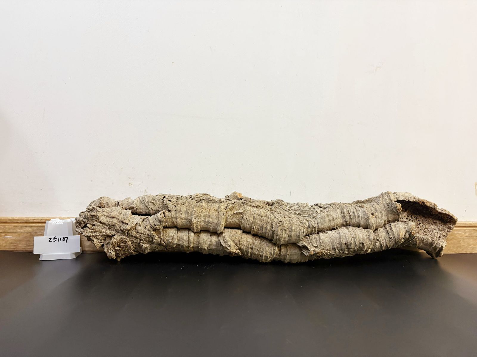 251107 ポルトガル産 キャノンコルク コルク樹皮 コルク板 バージン