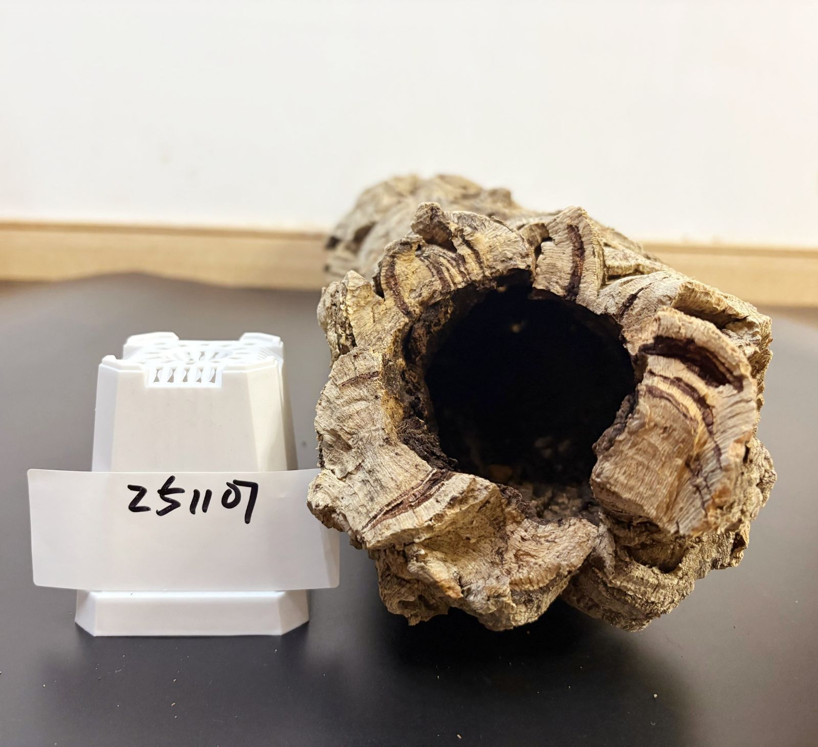 251107 ポルトガル産 キャノンコルク コルク樹皮 コルク板 バージン