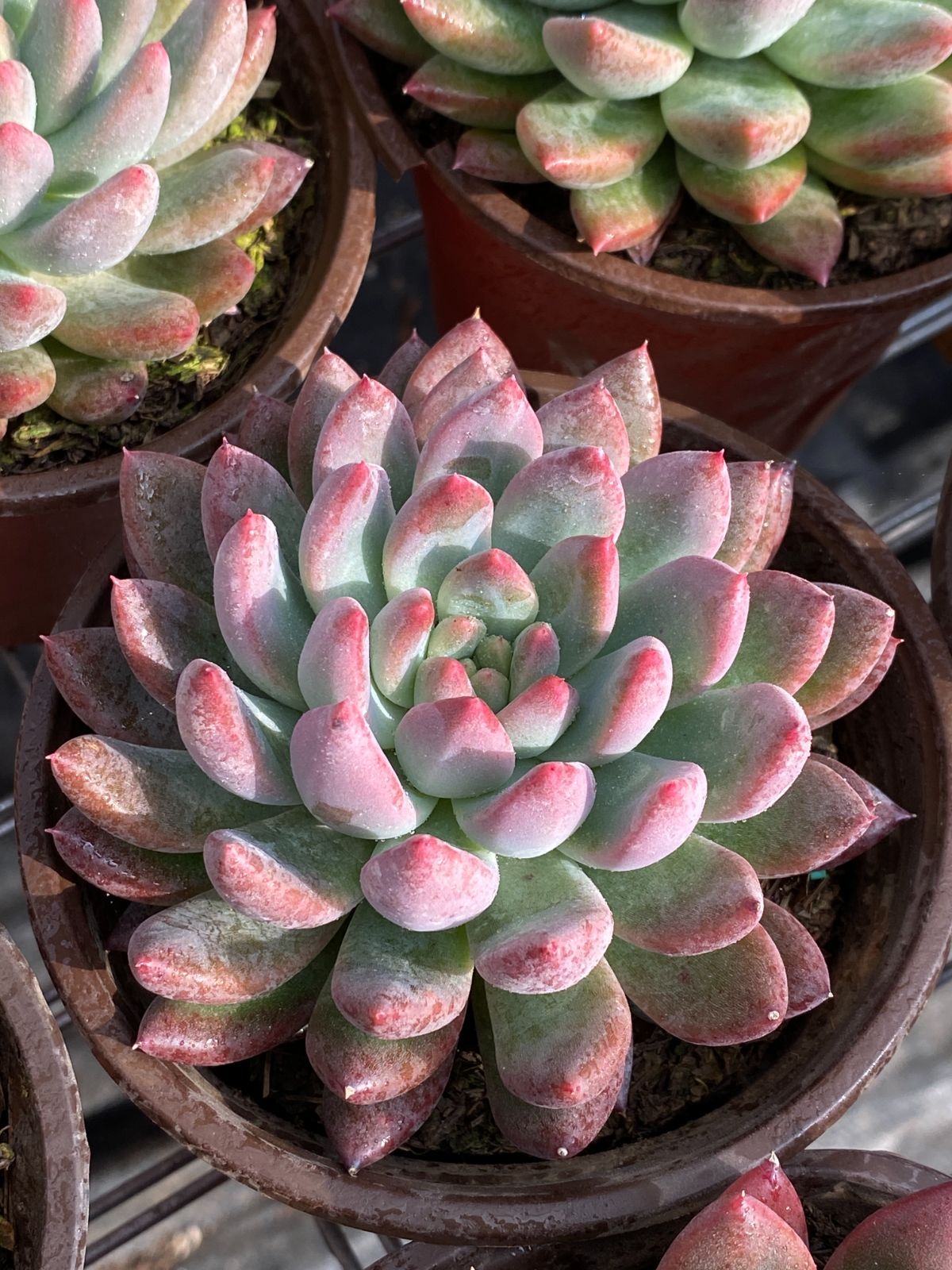 多肉植物　韓国苗　アイスハート　発根済み アイスハート エケベリア カット苗 韓国苗 多肉植物 多肉植物 プクニク