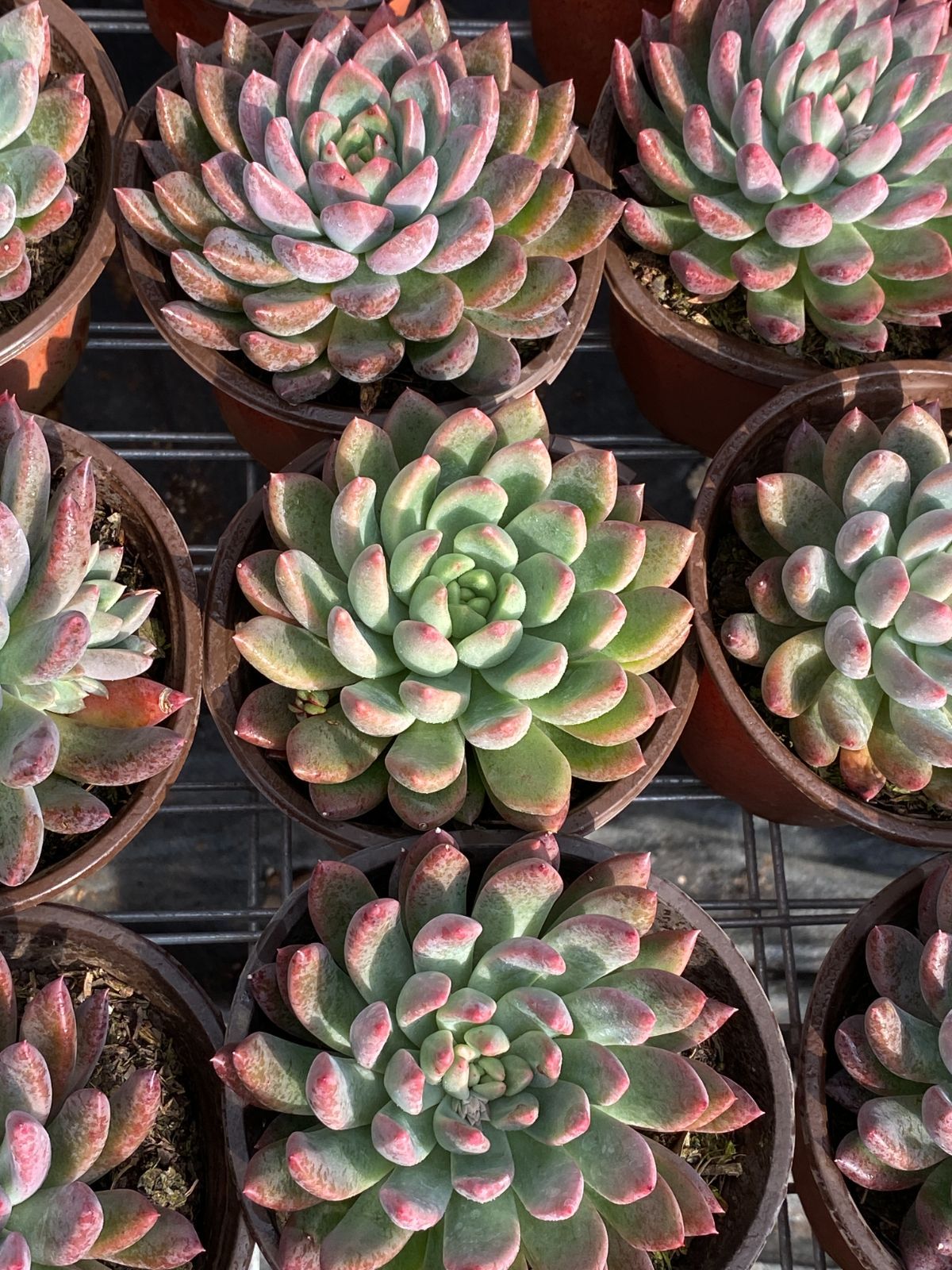 24株の抜き苗セット】アイスハート 多肉植物 佐川急便発送 エケベリア