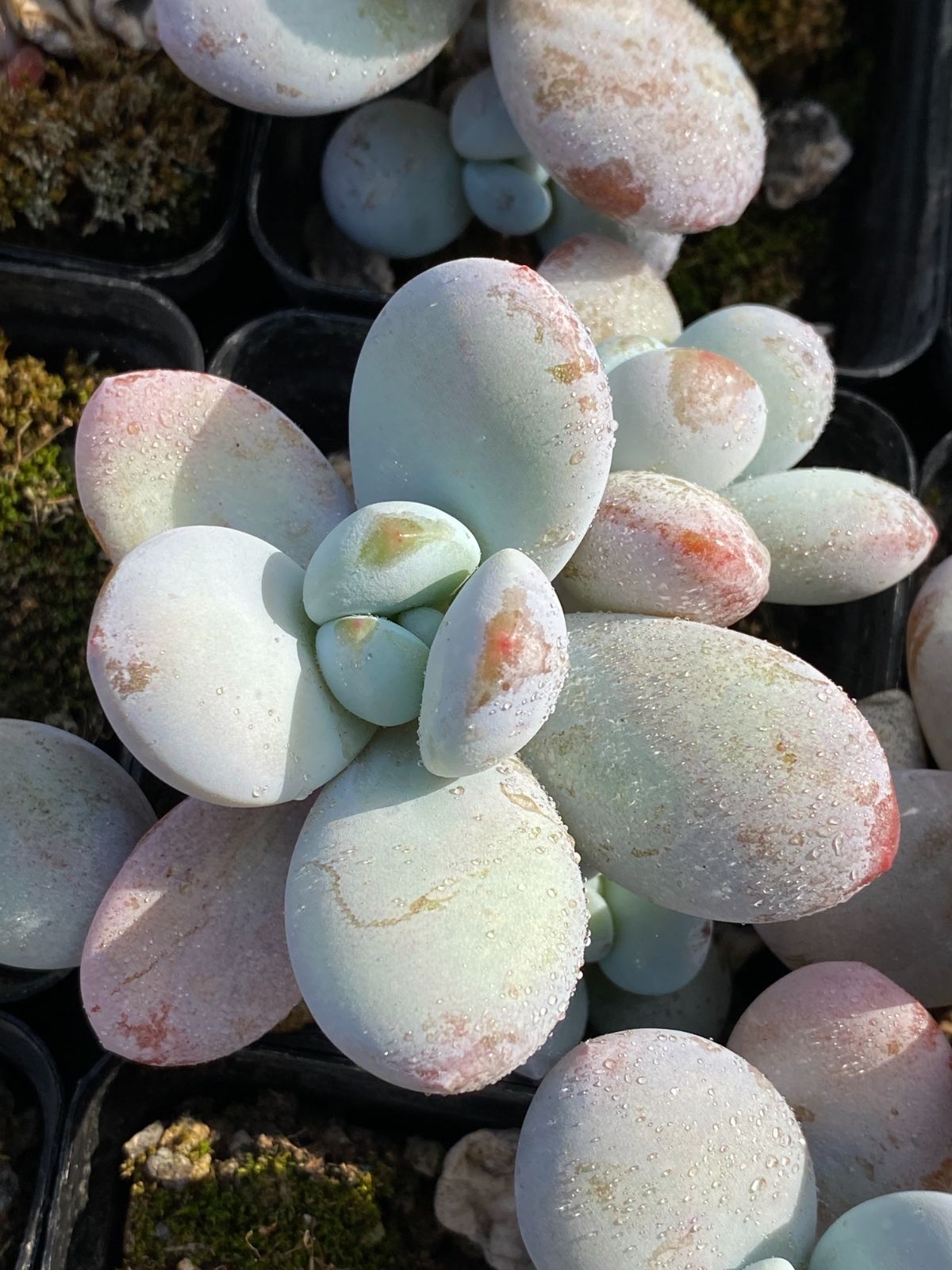 50株の抜き苗セット エッグ美人 多肉植物 佐川急便発送 エケベリア 韓国苗 ZZ 131