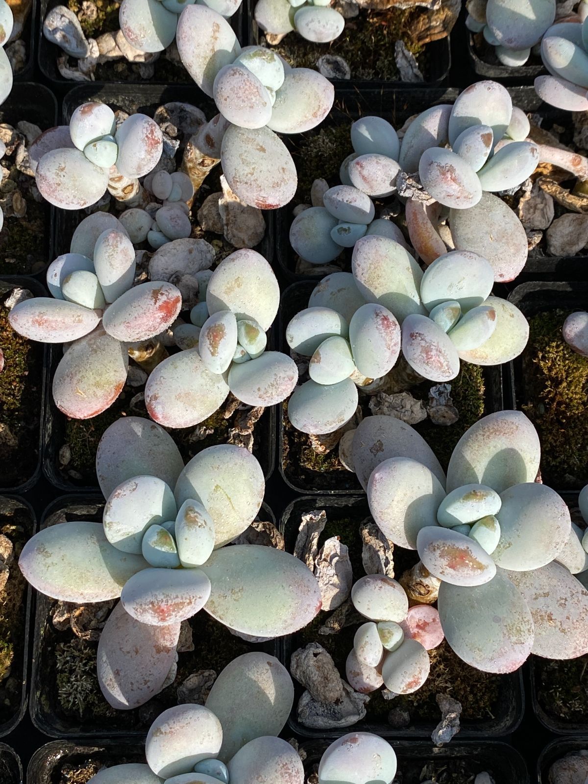 50株の抜き苗セット エッグ美人 多肉植物 佐川急便発送 エケベリア 韓国苗 ZZ 131