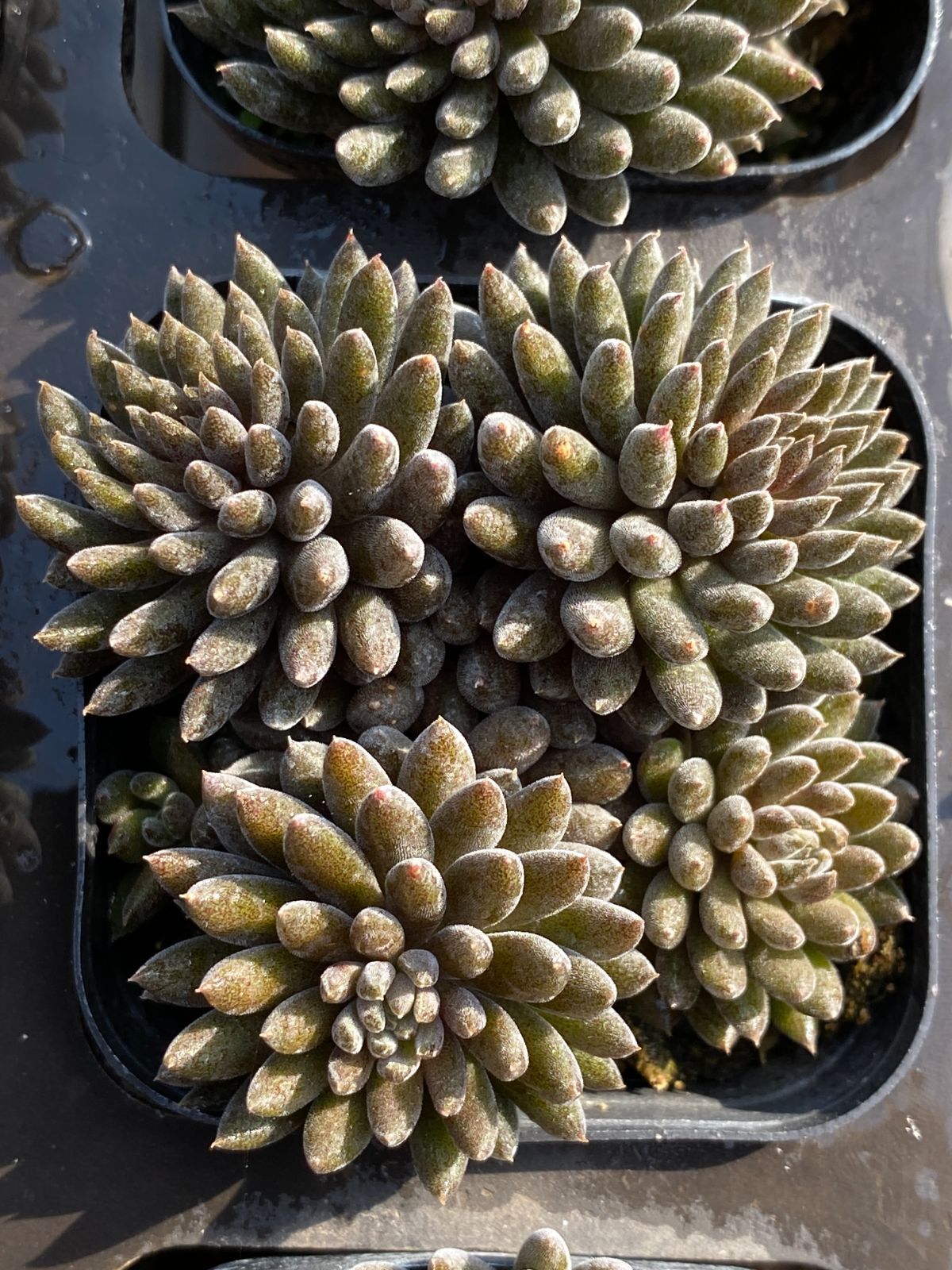 50株の抜き苗セット】ブラック・ハス 多肉植物 佐川急便発送