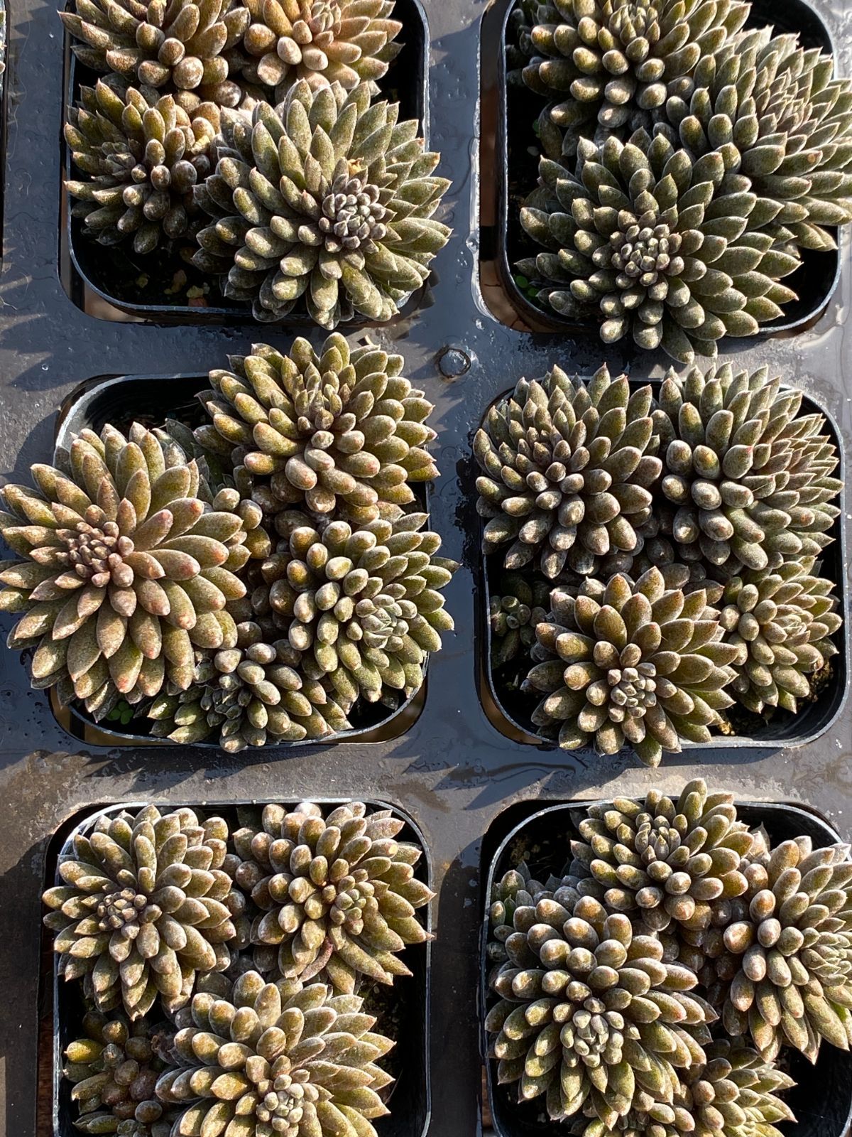 50株の抜き苗セット】ブラック・ハス 多肉植物 佐川急便発送