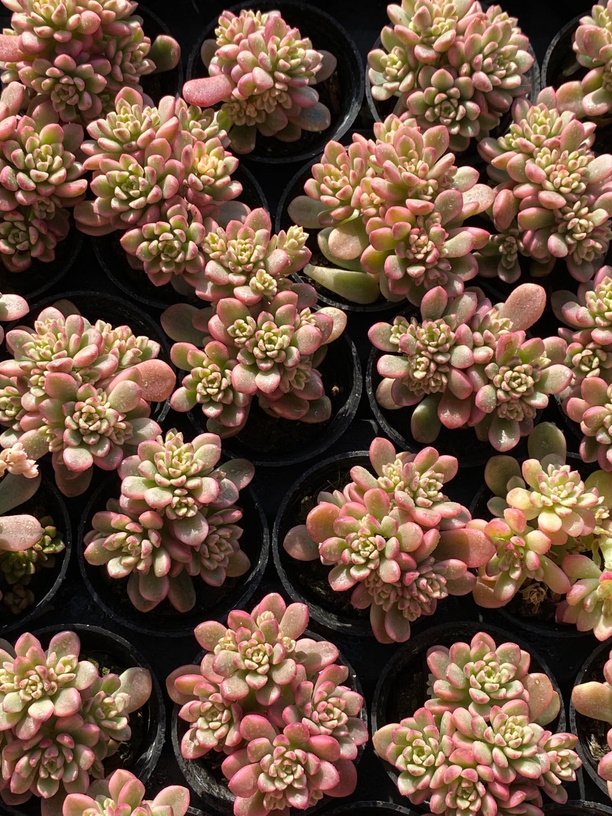 セール限定価格【54鉢の土鉢付きセット】タロック錦 多肉植物 佐川急便