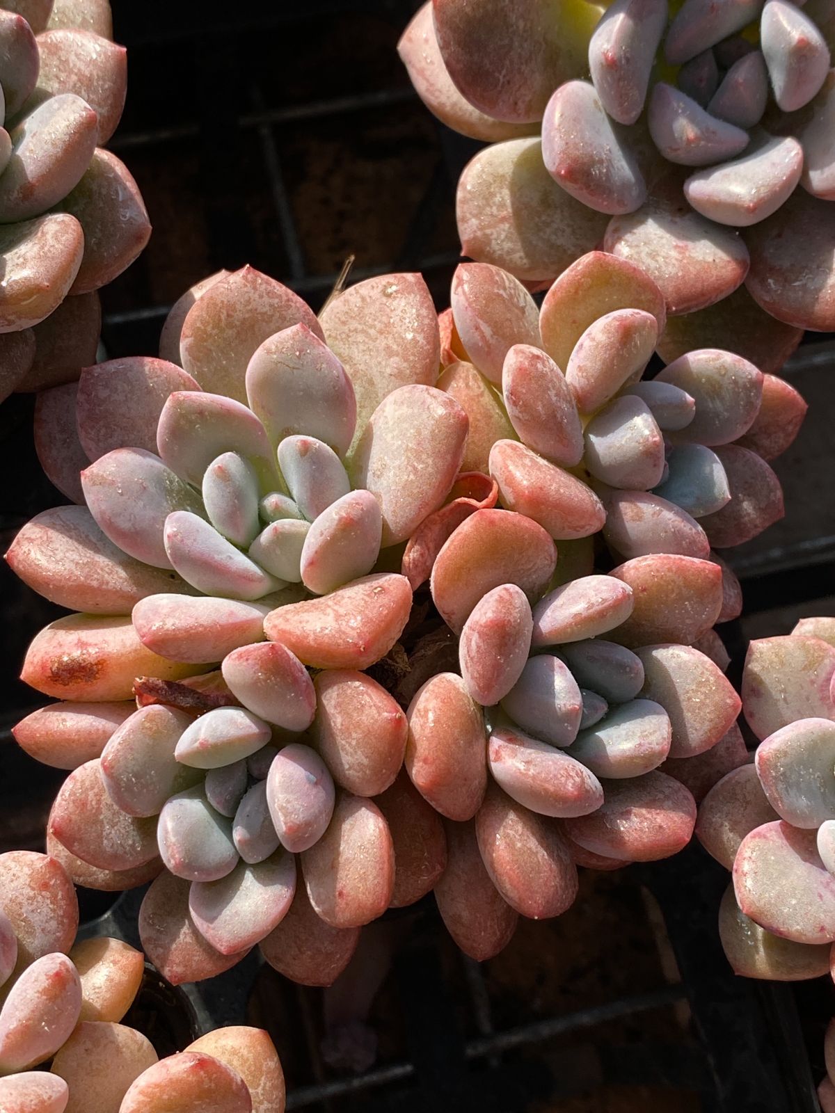 50株の抜き苗セット】ピンク・オオゴマダラジカ 多肉植物 佐川急便発送