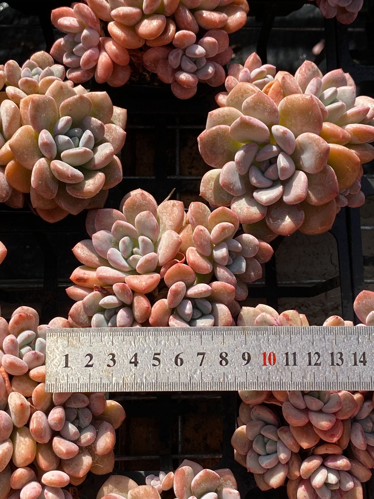 50株の抜き苗セット ピンク オオゴマダラジカ 多肉植物 佐川急便発送 エケベリア 韓国苗 ZZ 147