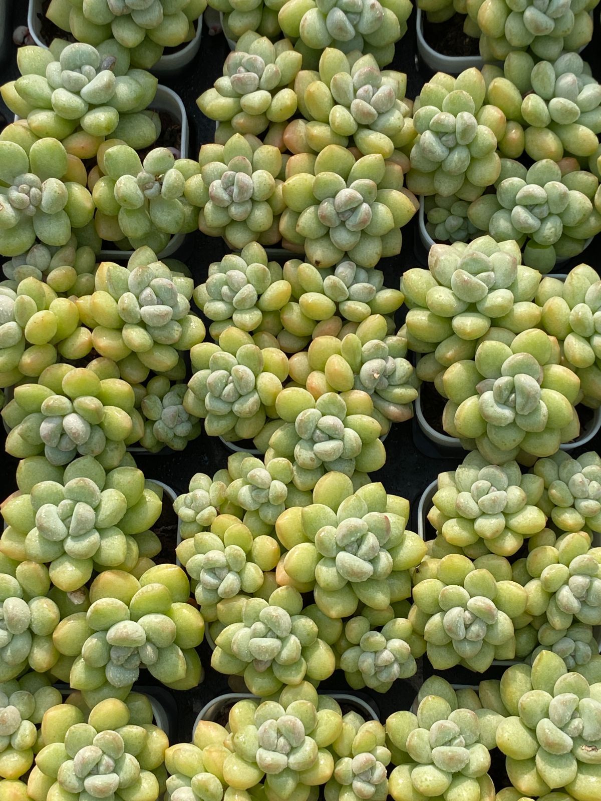 50株の抜き苗セット バブルガム 多肉植物 佐川急便発送 エケベリア 韓国苗 ZZ 150