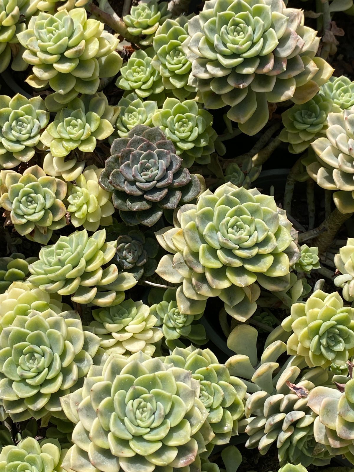 18株の抜き苗セット ティンクベル錦 群生 多肉植物 佐川急便発送 エケベリア 韓国苗 ZZ 158