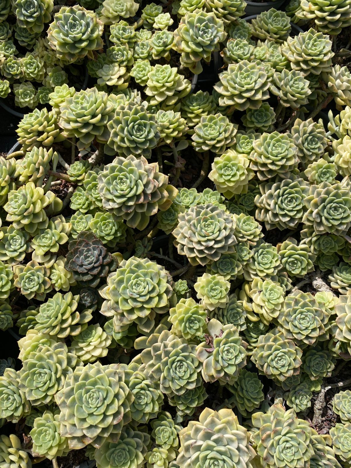 18株の抜き苗セット ティンクベル錦 群生 多肉植物 佐川急便発送 エケベリア 韓国苗 ZZ 158