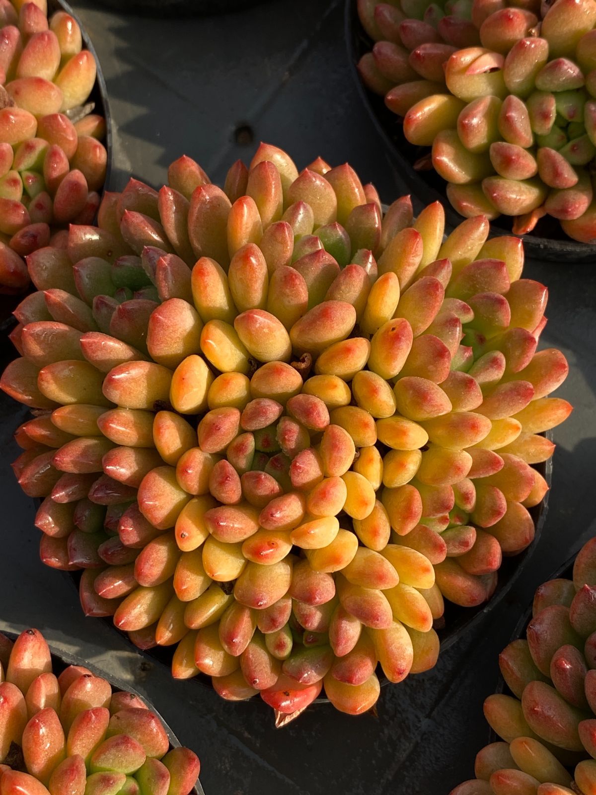 18株の抜き苗セット ルビー 多肉植物 佐川急便発送 エケベリア 韓国苗 ZZ 176