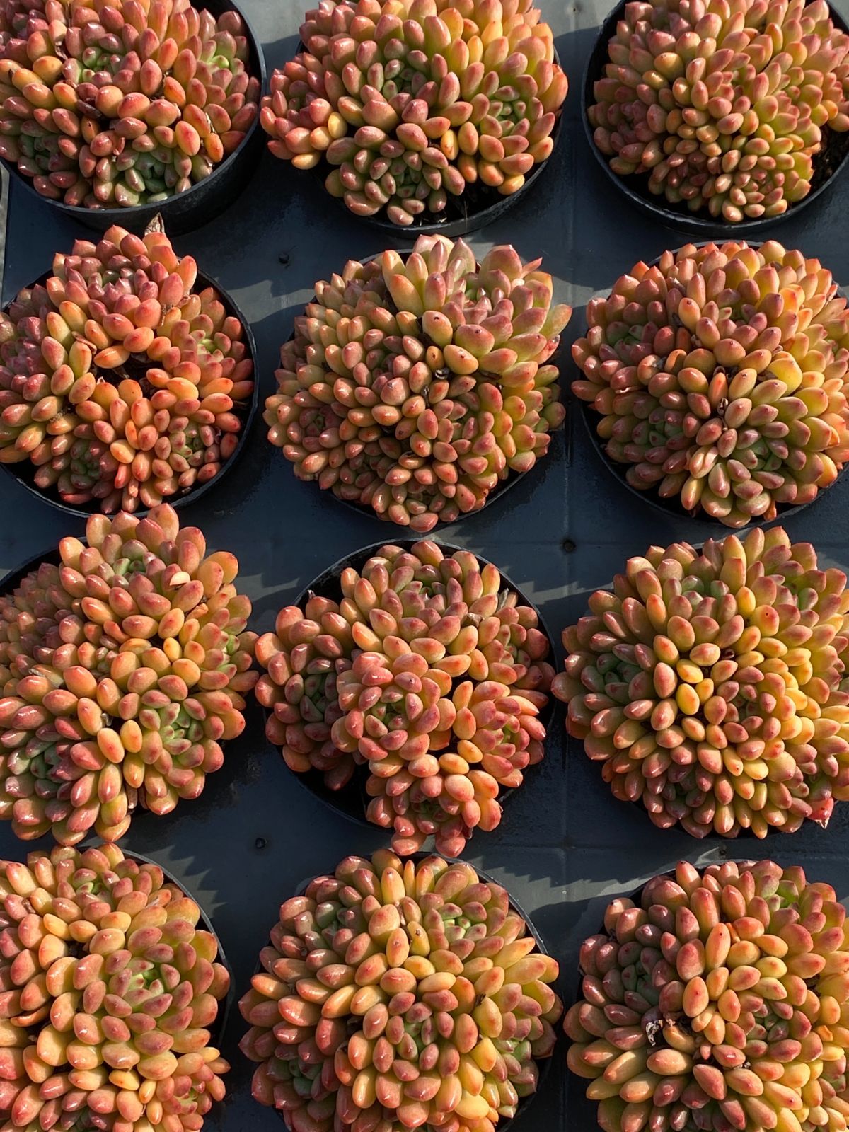 18株の抜き苗セット ルビー 多肉植物 佐川急便発送 エケベリア 韓国苗 ZZ 176