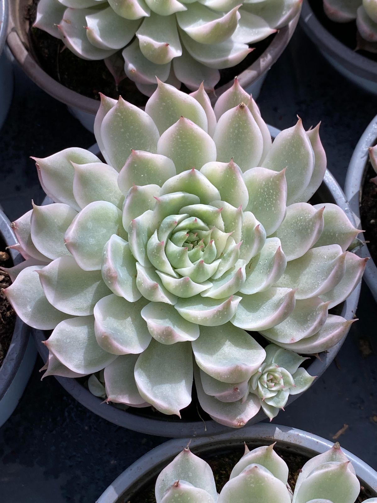 18株の抜き苗セット マーガレット錦 多肉植物 佐川急便発送 エケベリア 韓国苗 ZZ 178