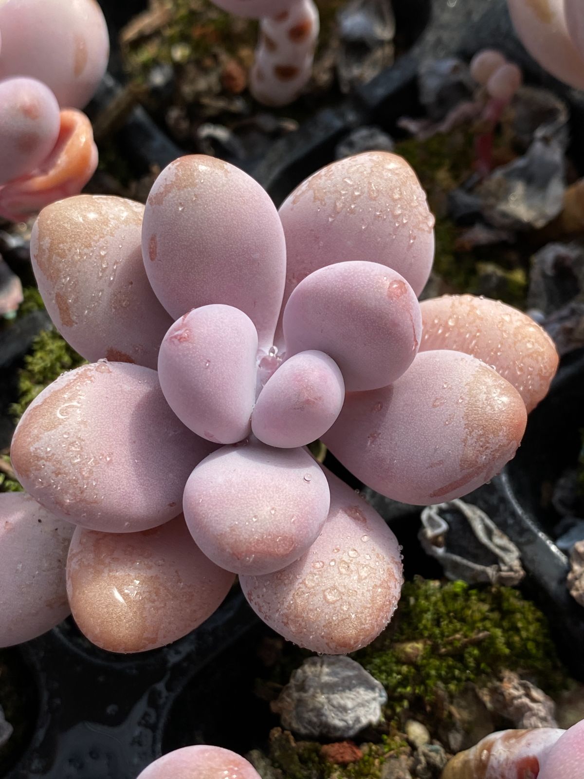 新発売 ZZ58 モモのタマゴ 40苗セット 土と根付き 多肉植物 エケベリア