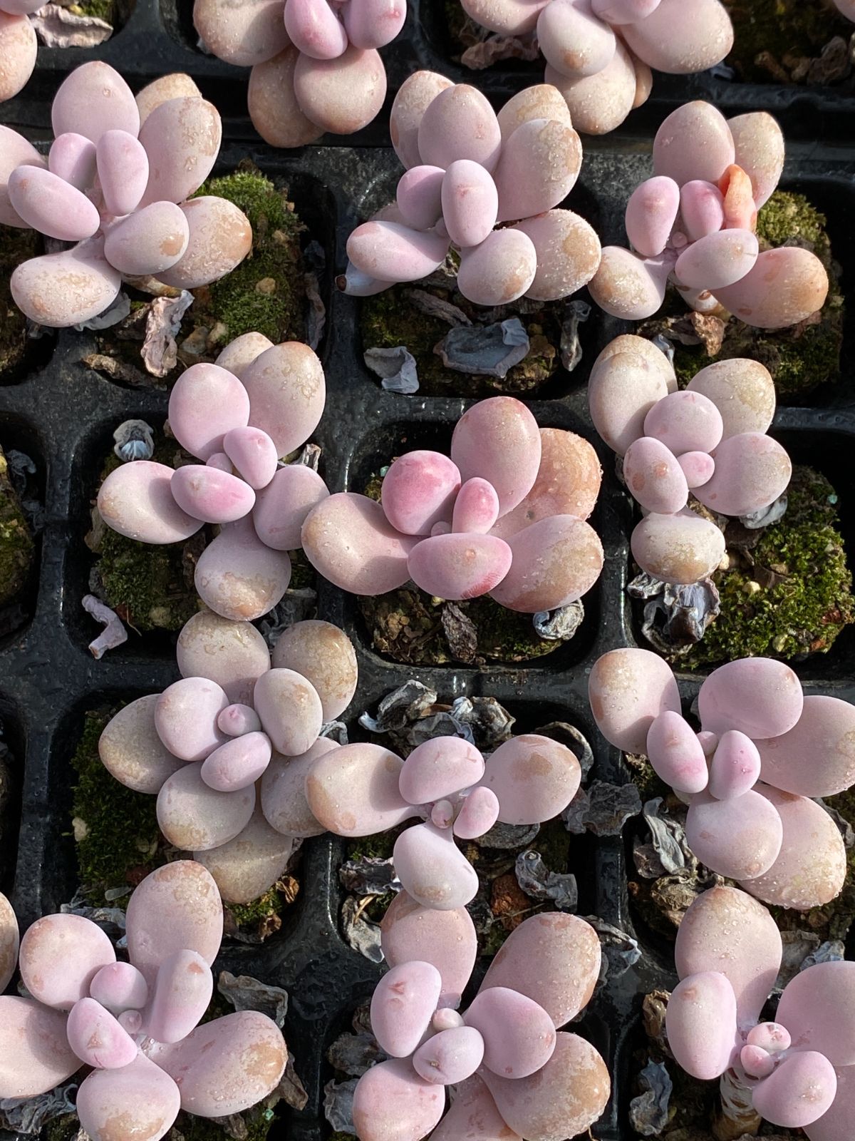 新発売 ZZ58 モモのタマゴ 40苗セット 土と根付き 多肉植物 エケベリア