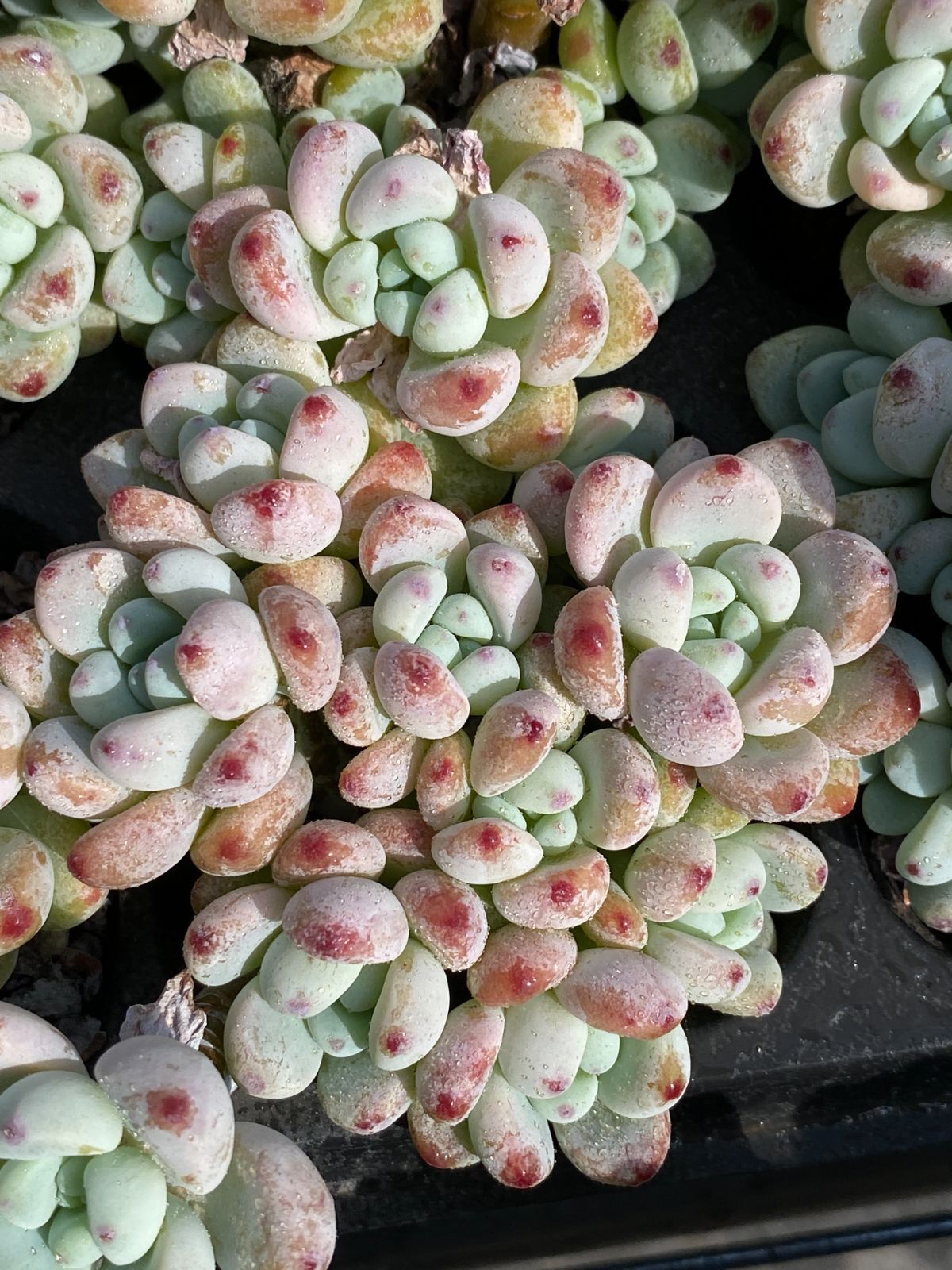 新発売 ZZ38 ラウル 32苗セット 土と根付き 多肉植物 エケベリア 韓国