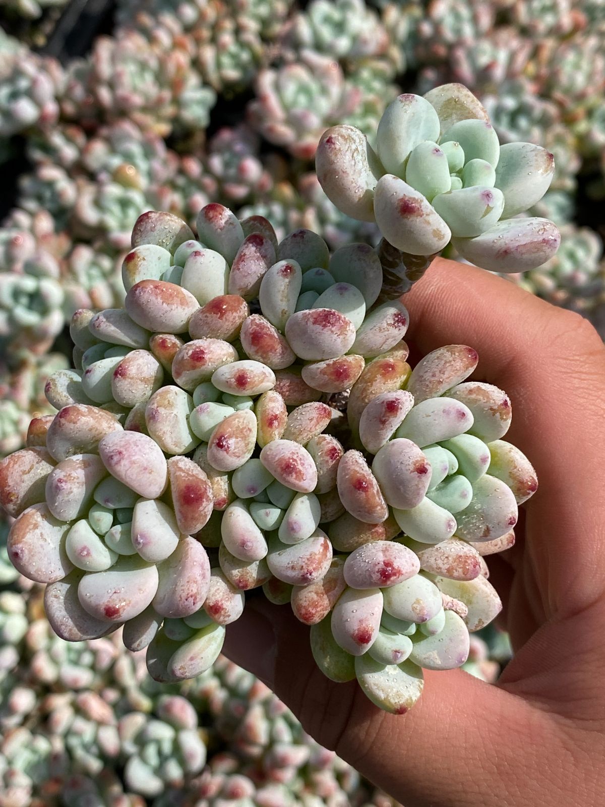 新発売 ZZ38 ラウル 32苗セット 土と根付き 多肉植物 エケベリア 韓国