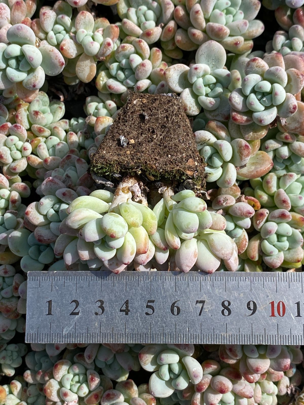 新発売 ZZ38 ラウル 32苗セット 土と根付き 多肉植物 エケベリア 韓国