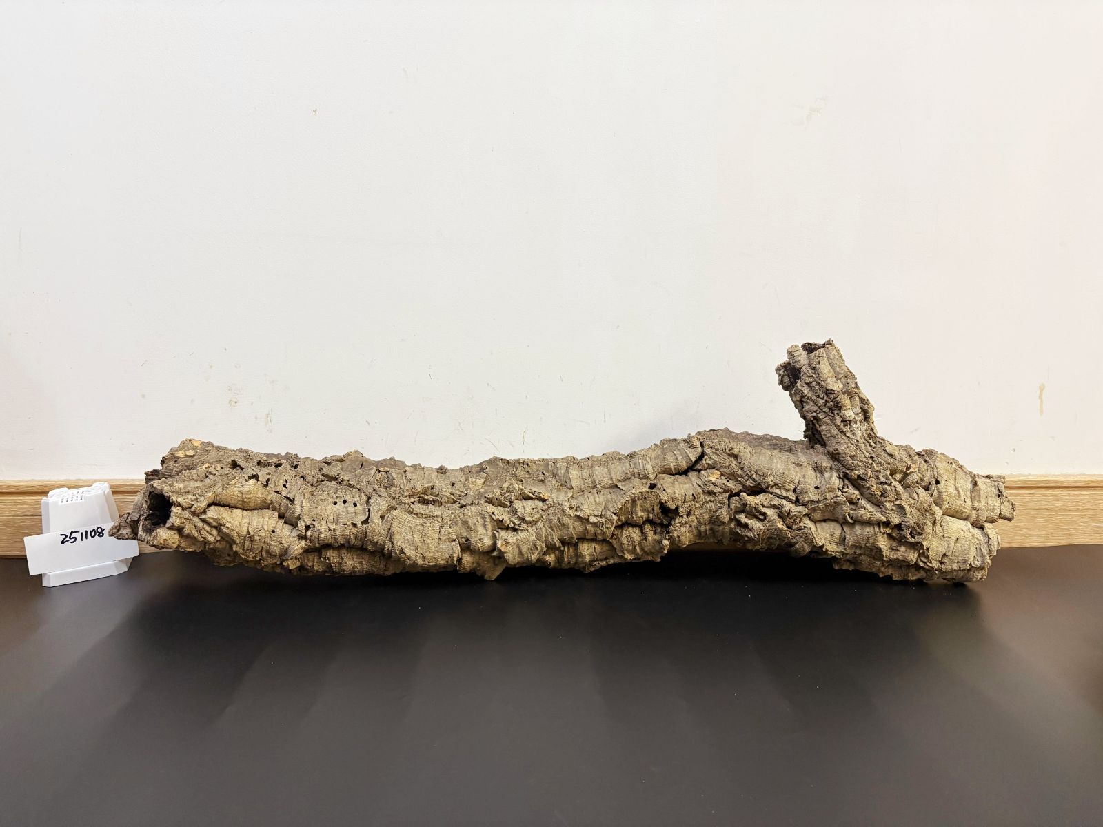 251108 ポルトガル産 キャノンコルク コルク樹皮 コルク板 バージン