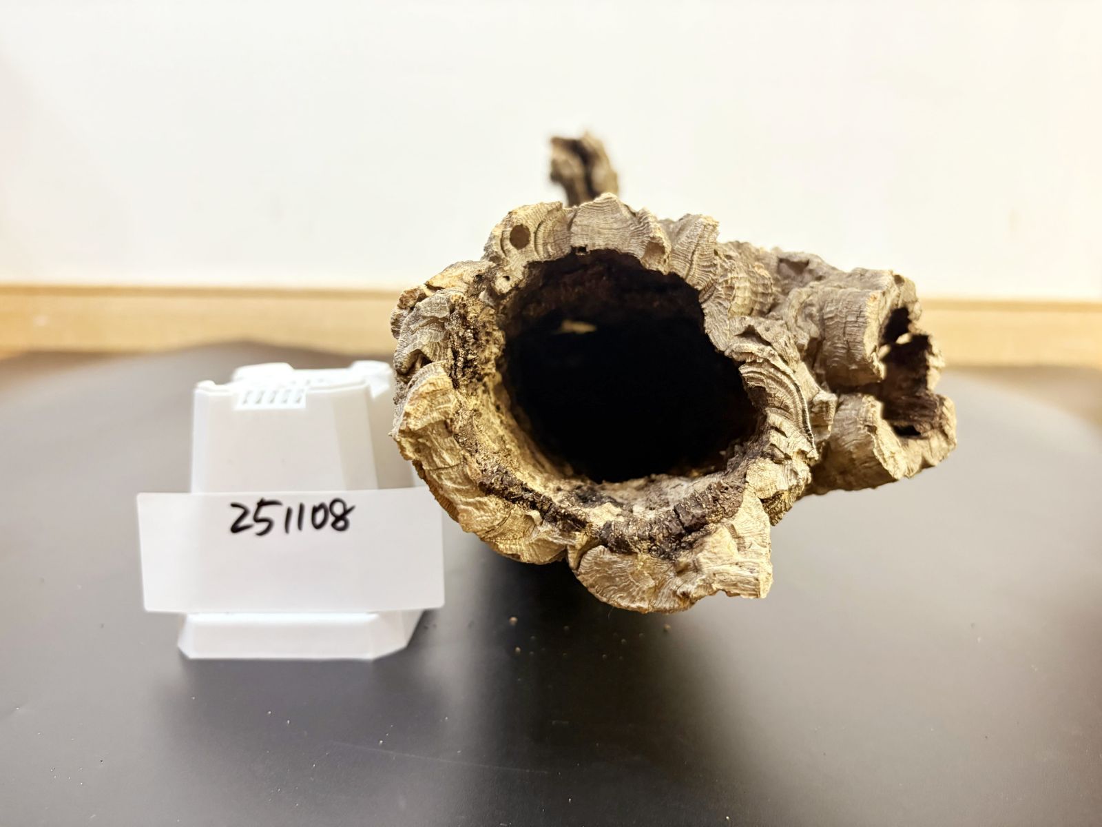 251108 ポルトガル産 キャノンコルク コルク樹皮 コルク板 バージン