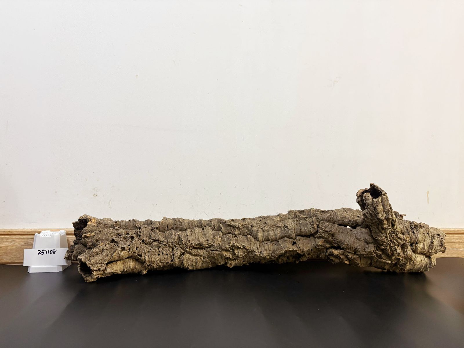 251108 ポルトガル産 キャノンコルク コルク樹皮 コルク板 バージン