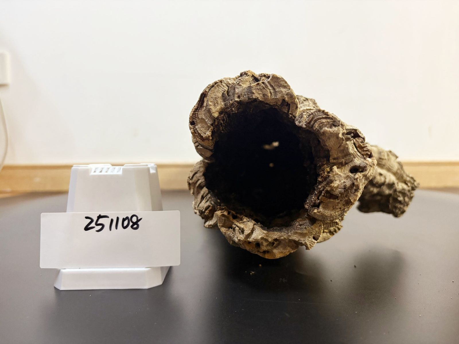 25D728　 ポルトガル産 キャノンコルク コルク樹皮 バージンコルク 25D728 ポルトガル産 キャノンコルク コルク樹皮 バージンコルク