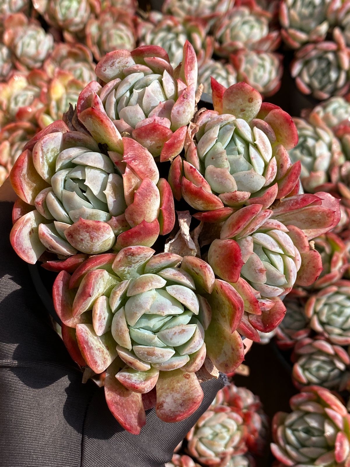 18株の抜き苗セット】クリームベリー 多肉植物 佐川急便発送