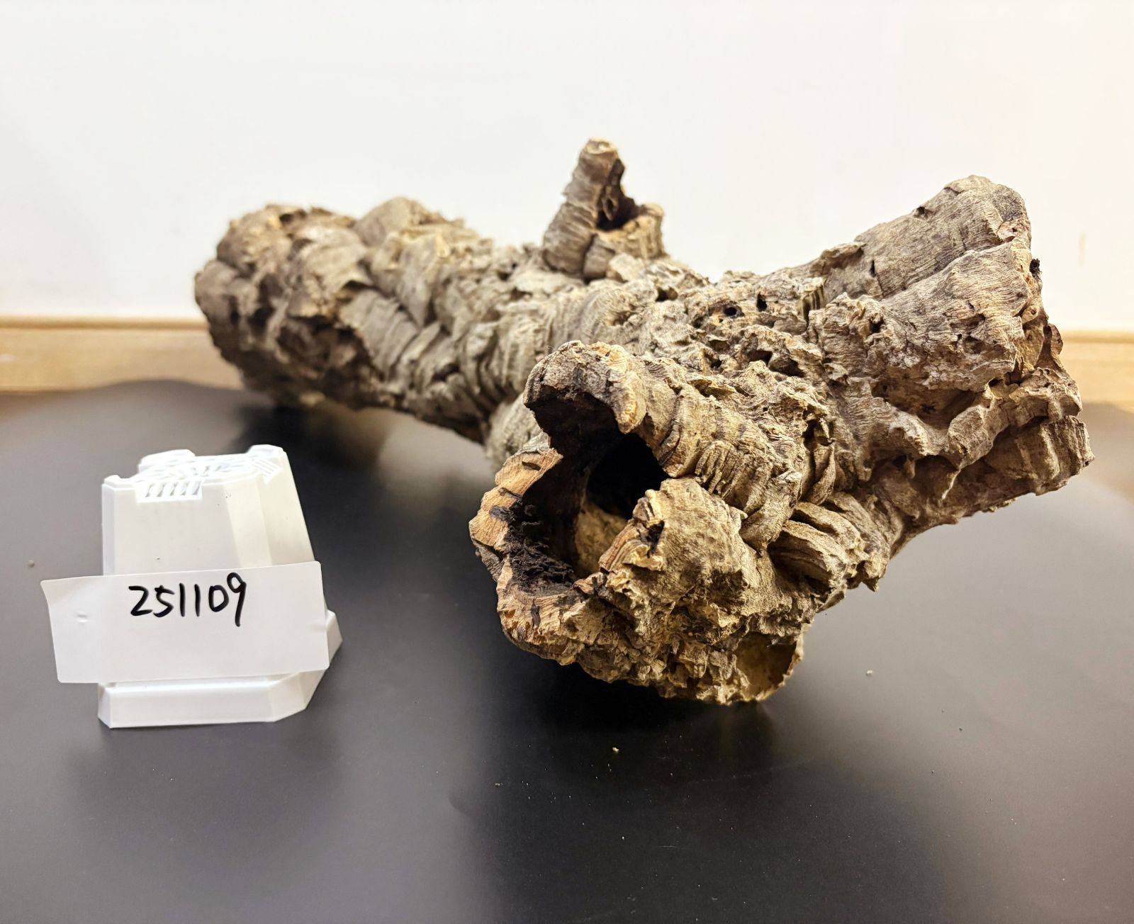 251109 ポルトガル産 キャノンコルク コルク樹皮 コルク板 バージンコルク チランジア ビカクシダ 着生ラン 両生類 爬虫類