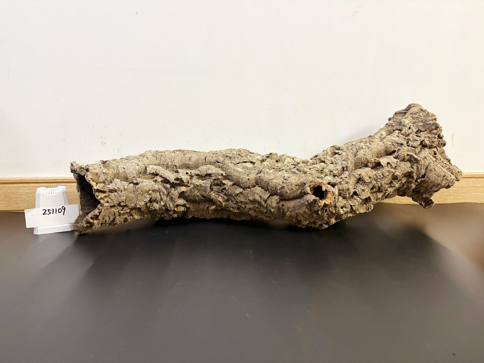 251109 ポルトガル産 キャノンコルク コルク樹皮 コルク板 バージンコルク チランジア ビカクシダ 着生ラン 両生類 爬虫類