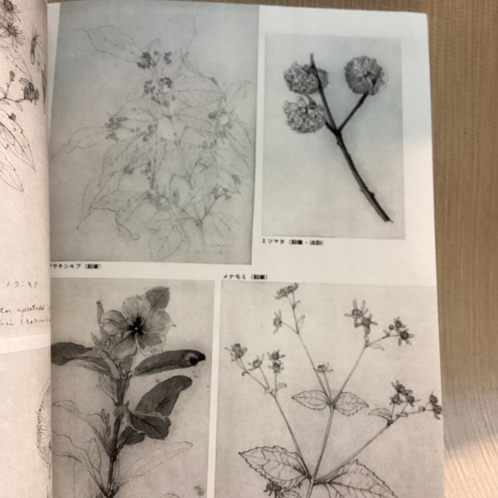 太田洋愛　ボタニカルアート　くずの花 太田洋愛 ボタニカルアート くずの花 太田洋愛 ボタニカルアート くずの花