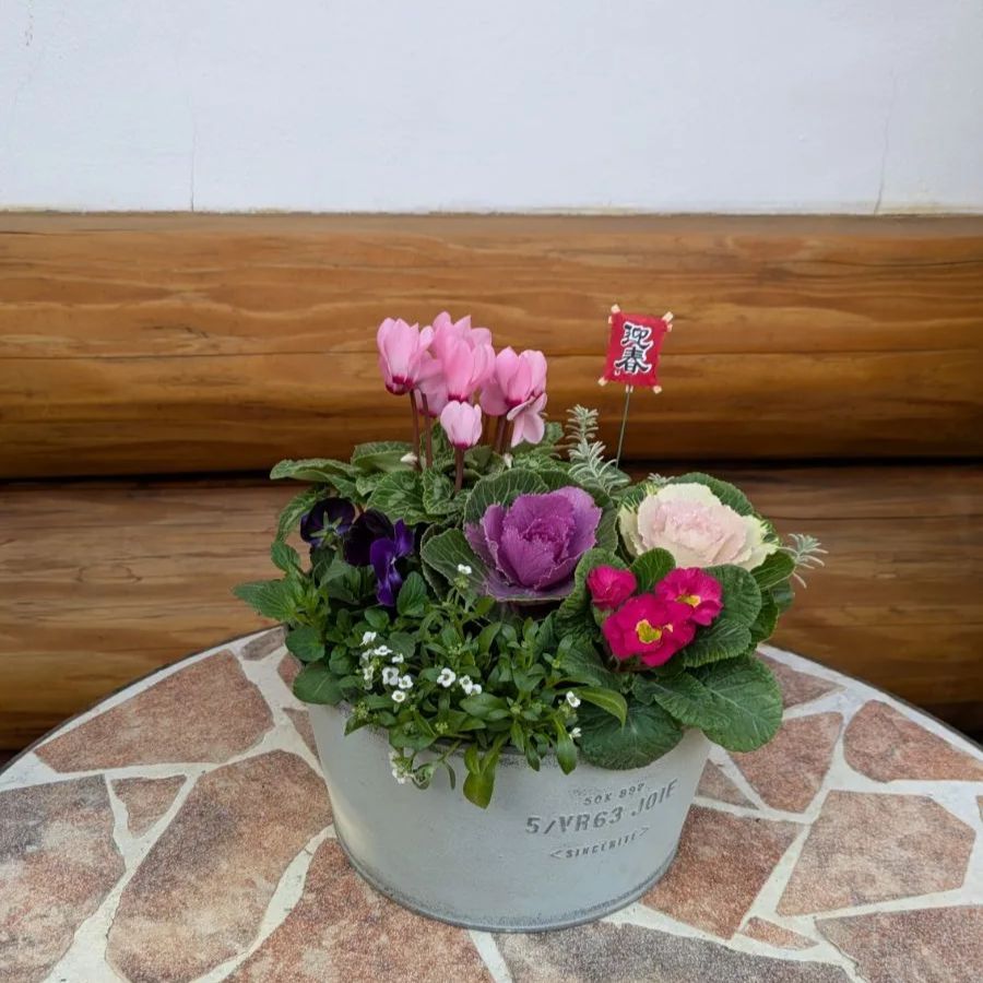 🎍迎春~春まで楽しめる寄せ植え - メルカリ