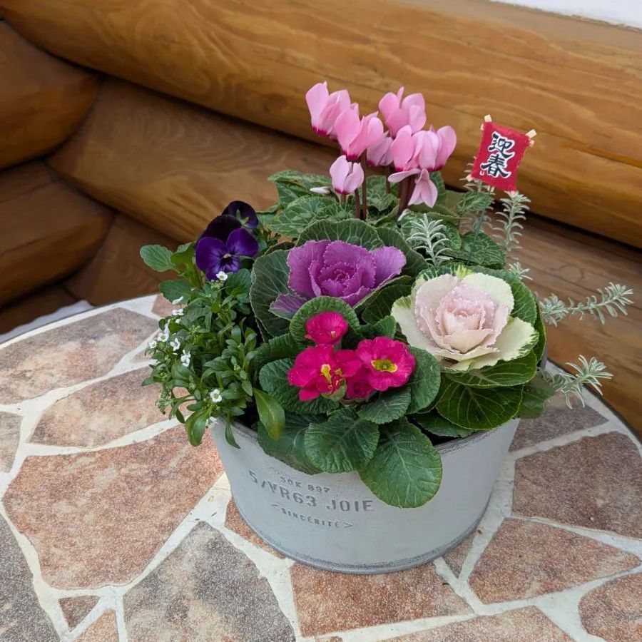 🎍迎春~春まで楽しめる寄せ植え - メルカリ