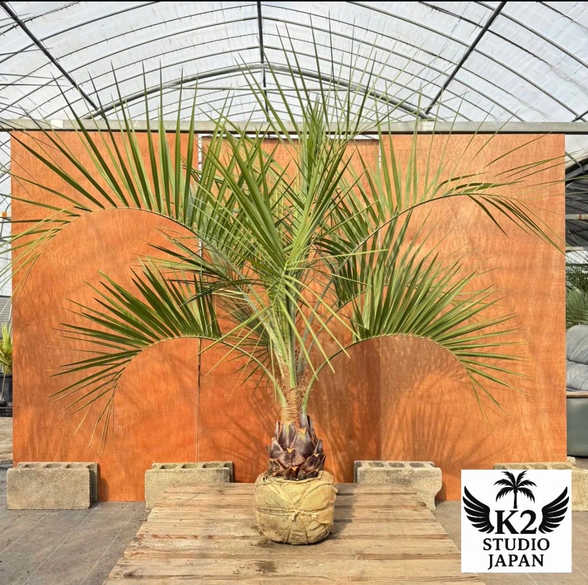 ストア お庭がリゾートにココスヤシ【幹太60cm／葉先160cm】シルバー