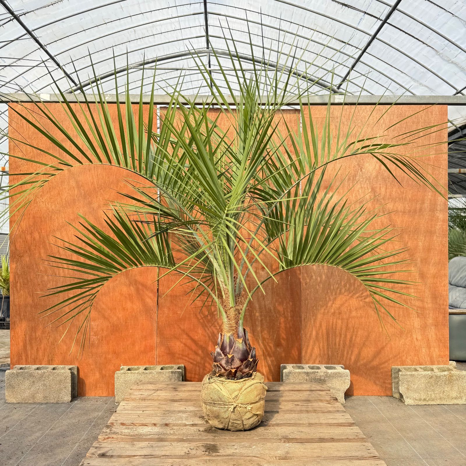 お庭がリゾートにココスヤシ【幹太60cm／葉先160cm】シルバーリーフ