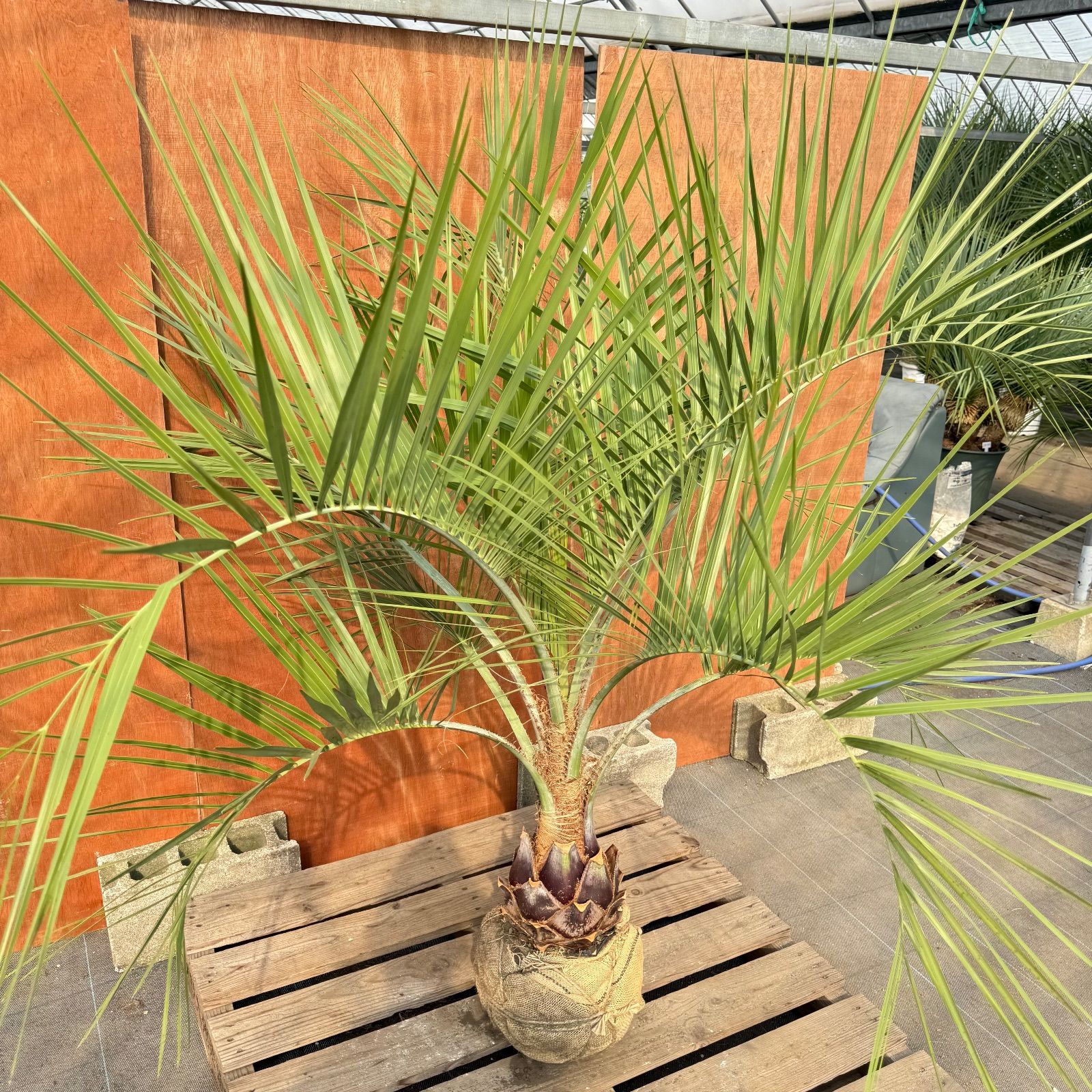 お庭がリゾートにココスヤシ【幹太60cm／葉先160cm】シルバーリーフ