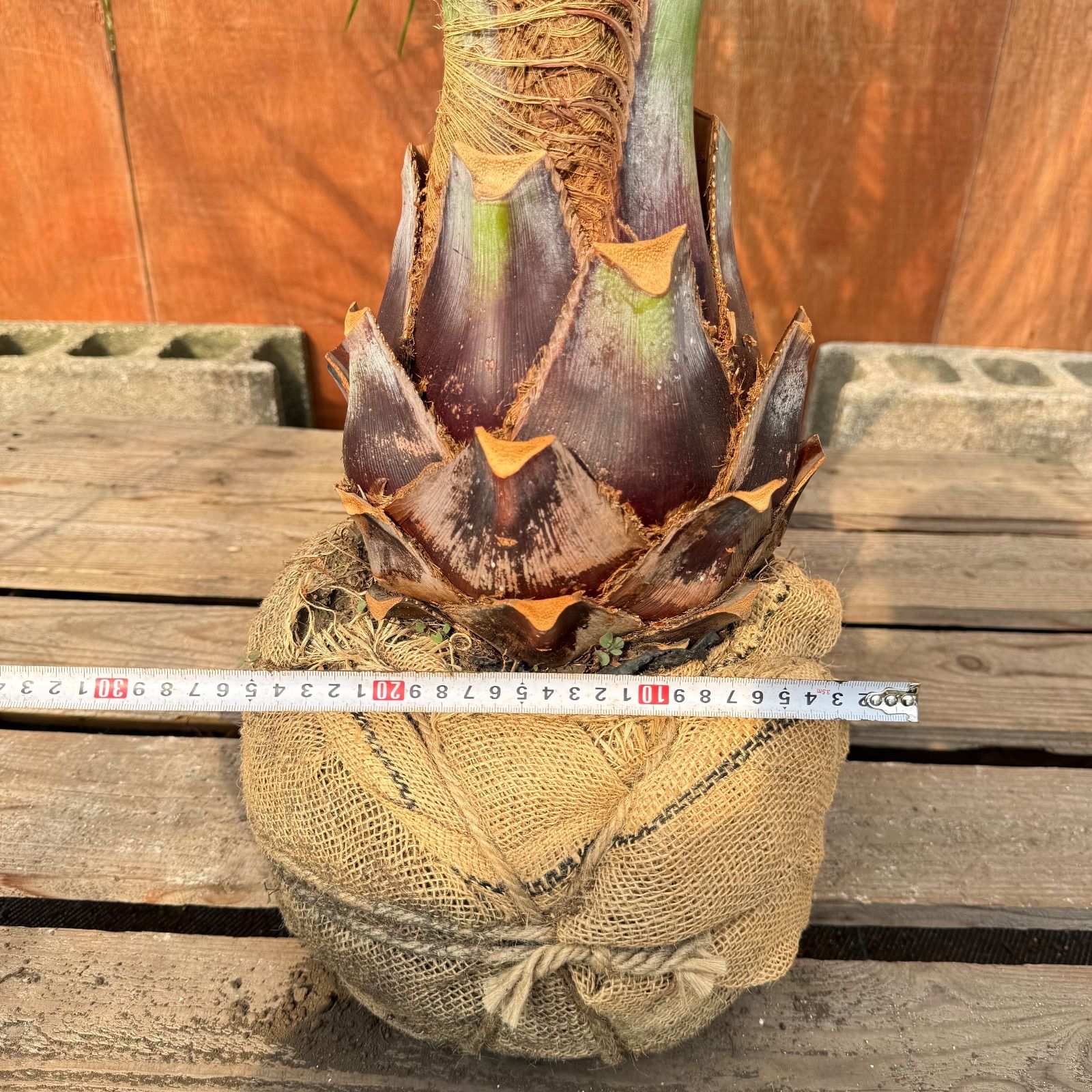 ストア お庭がリゾートにココスヤシ【幹太60cm／葉先160cm】シルバー