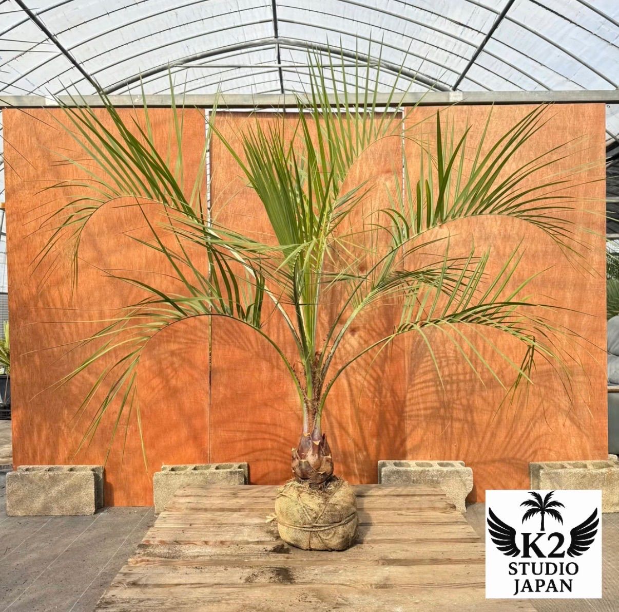 お庭がリゾートに🌴ココスヤシ【幹太50cm／葉先160cm】シルバーリーフ