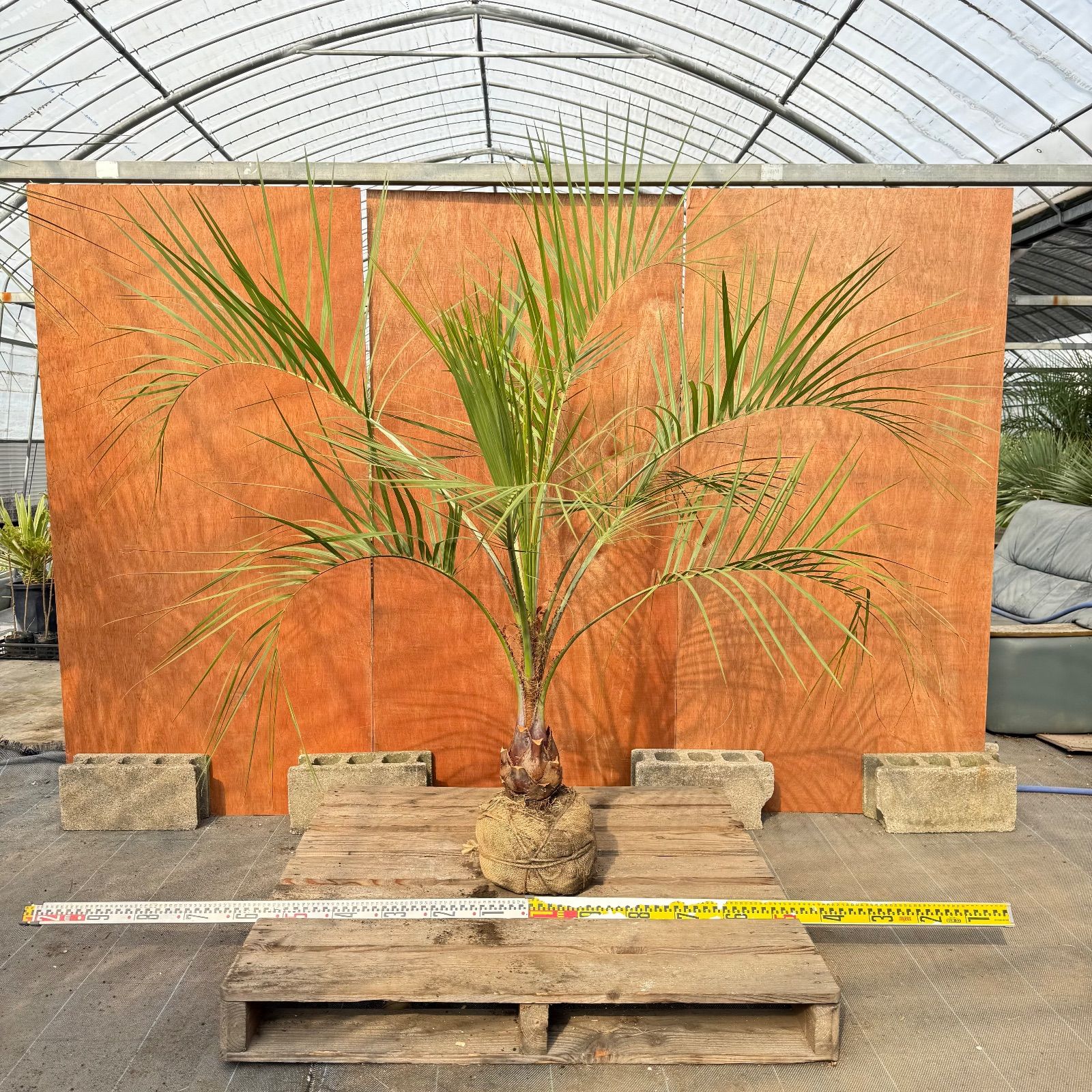 お庭がリゾートに🌴ココスヤシ【幹太50cm／葉先160cm】シルバーリーフ