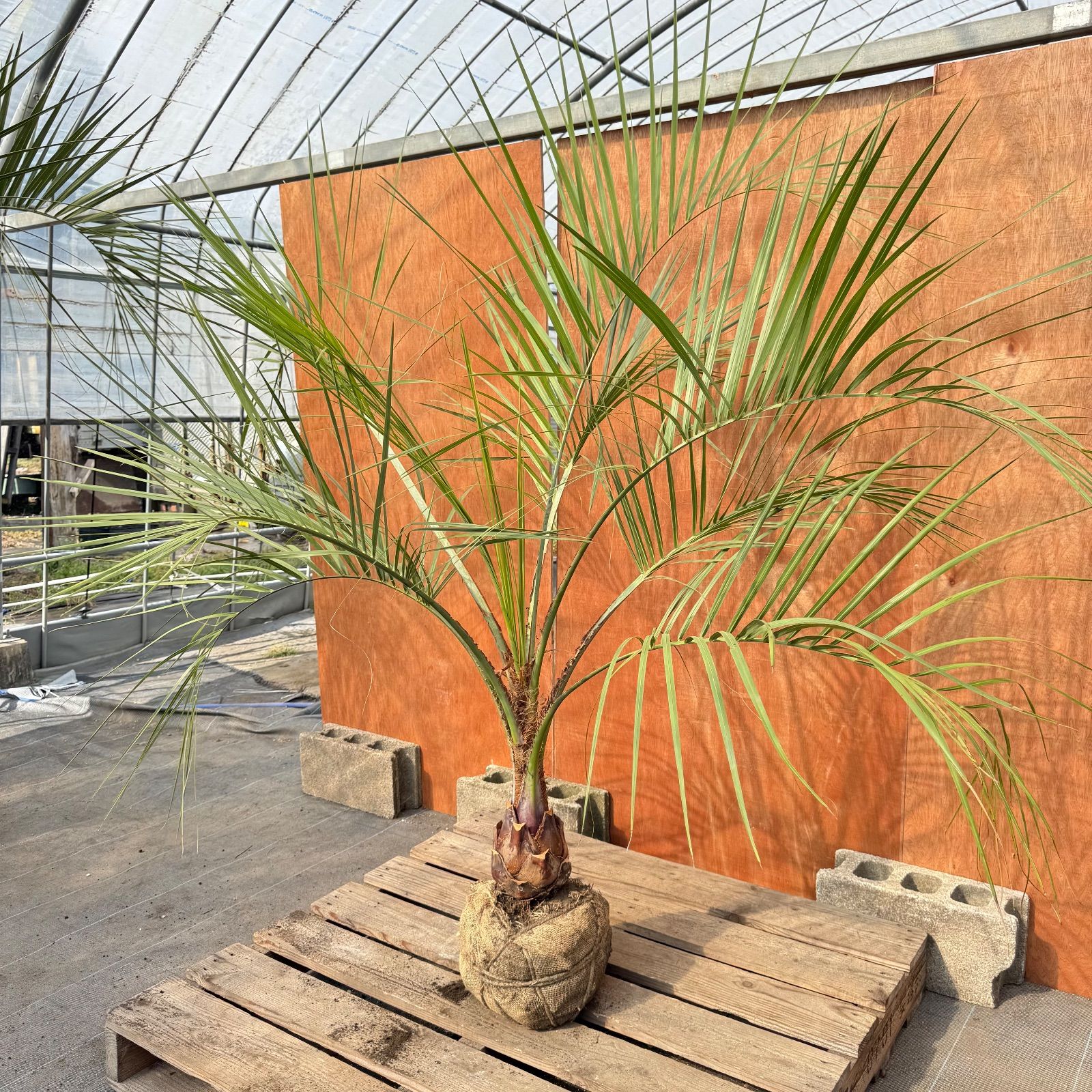 お庭がリゾートに🌴ココスヤシ【幹太50cm／葉先160cm】シルバーリーフ