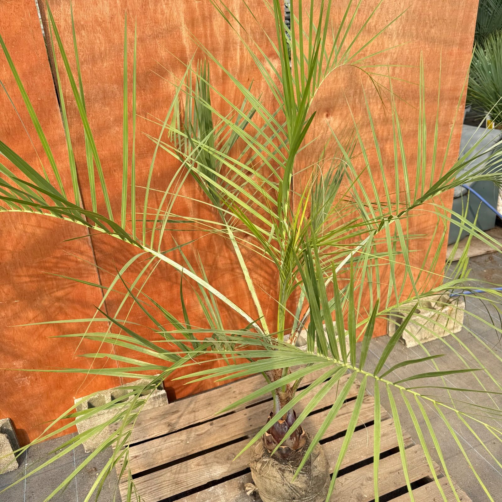 お庭がリゾートに🌴ココスヤシ【幹太50cm／葉先160cm】シルバーリーフ