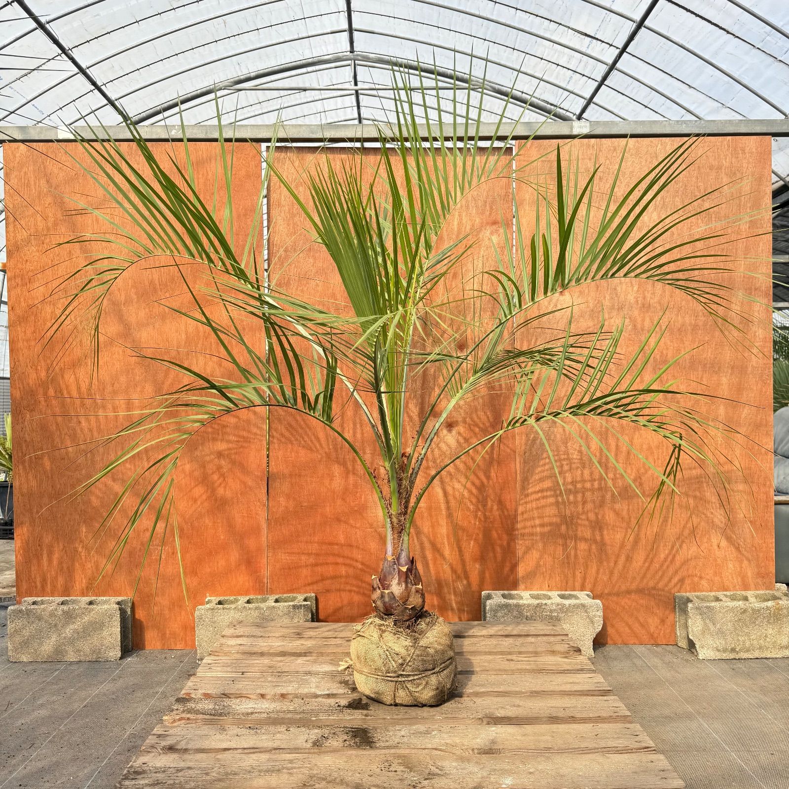 お庭がリゾートに🌴ココスヤシ【幹太50cm／葉先160cm】シルバーリーフ