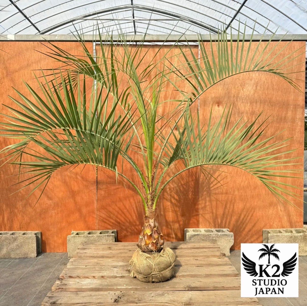 お庭がリゾートに🌴ココスヤシ【幹太50cm／葉先150cm】シルバーリーフ