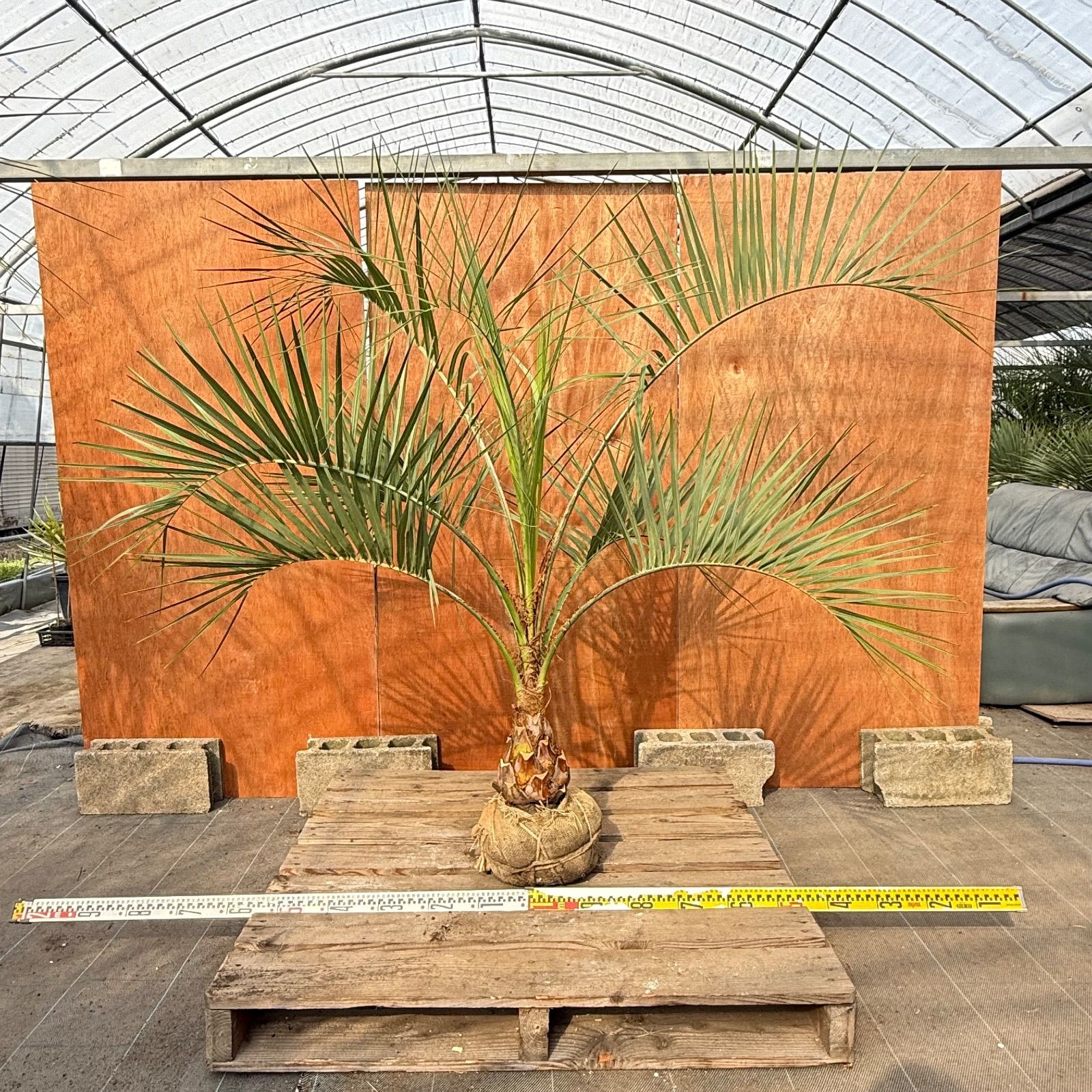 お庭がリゾートに🌴ココスヤシ【幹太50cm／葉先150cm】シルバーリーフ