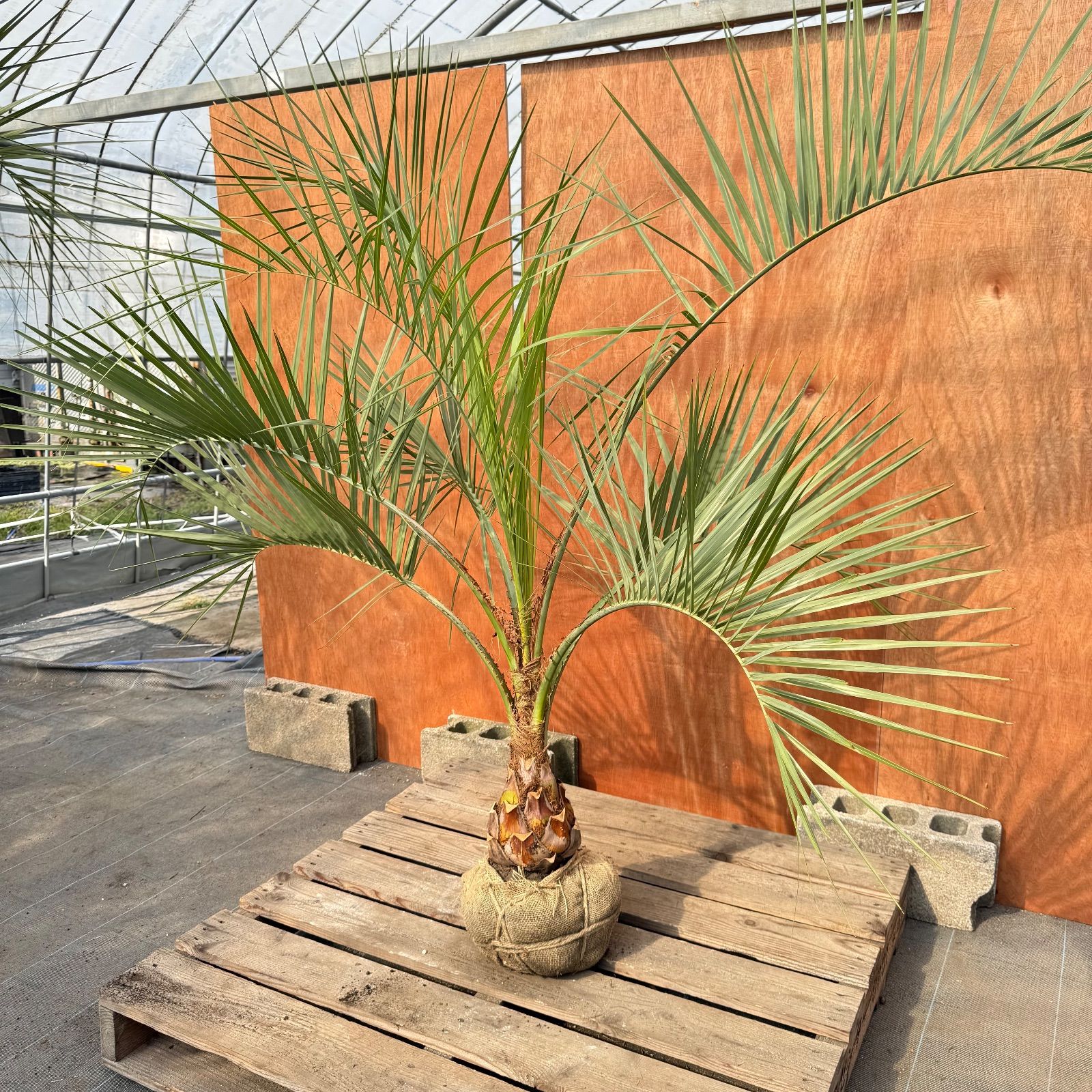 お庭がリゾートに🌴ココスヤシ【幹太50cm／葉先150cm】シルバーリーフ