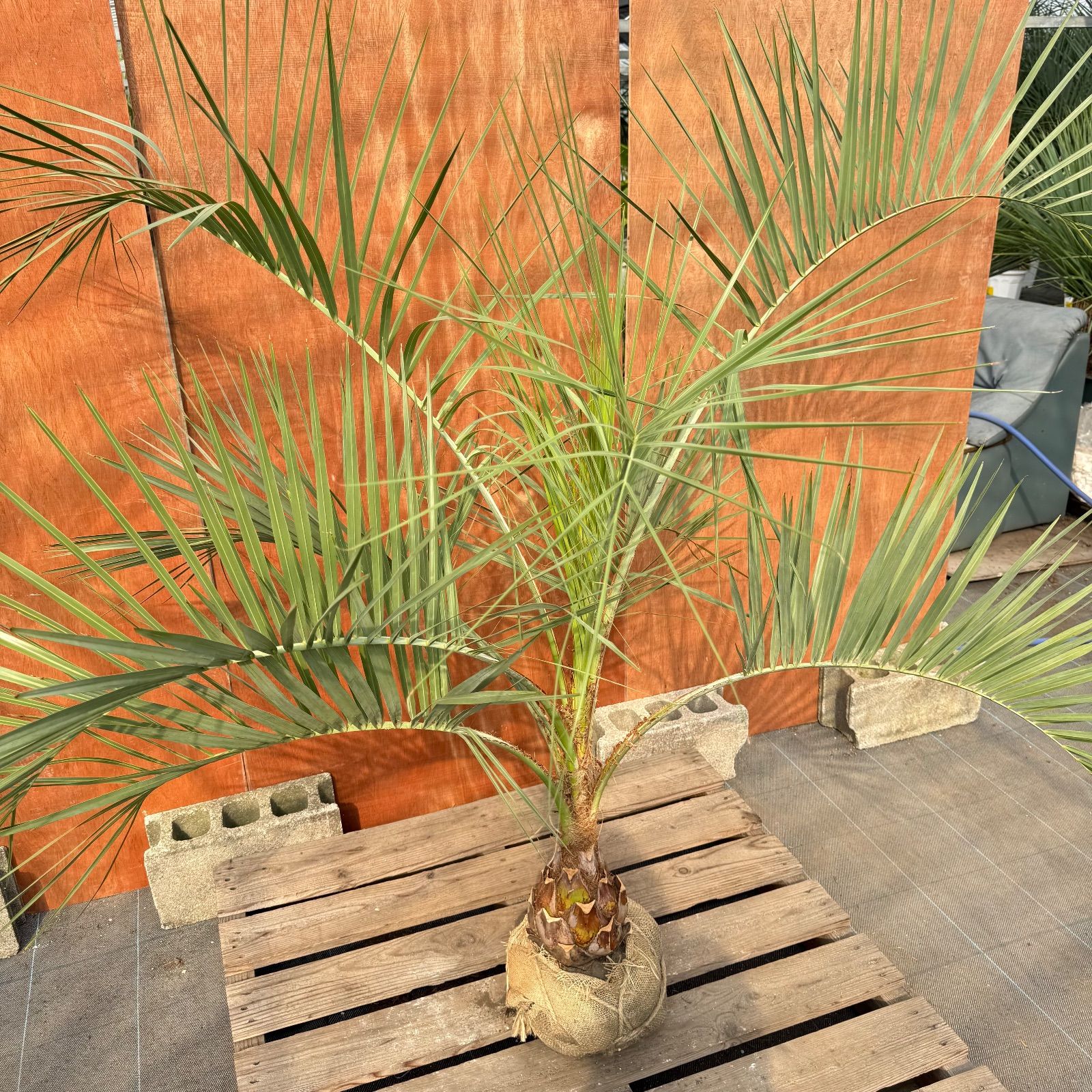 お庭がリゾートに🌴ココスヤシ【幹太50cm／葉先150cm】シルバーリーフ